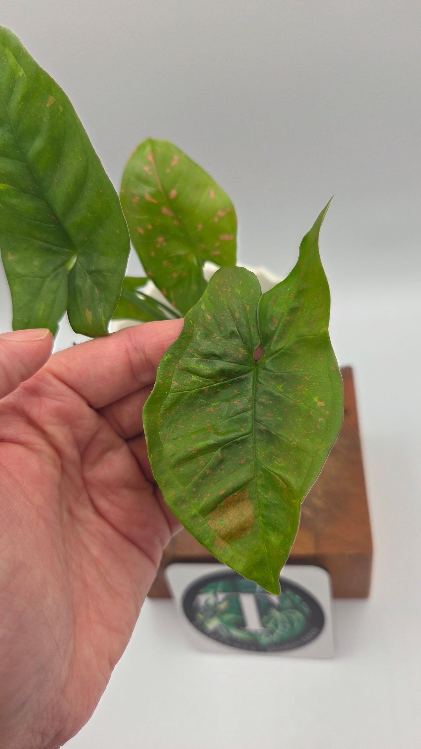 Syngonium Pink Splash Allusion (SYN-504)