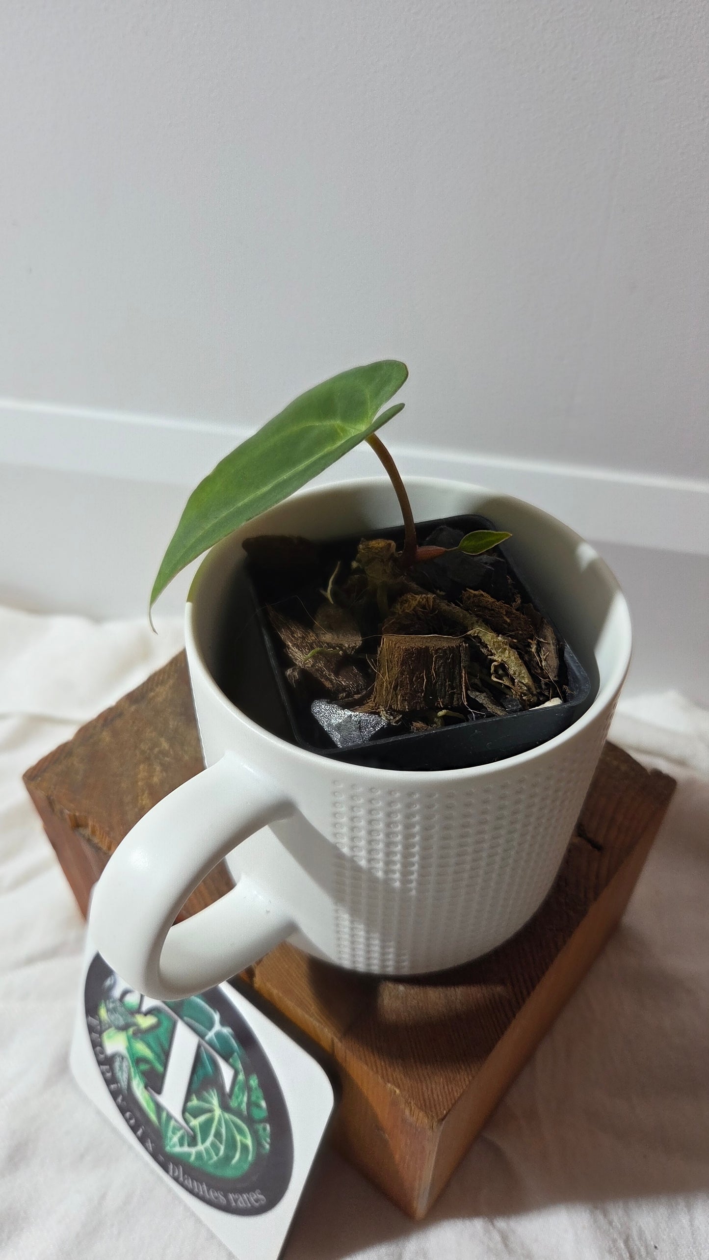 Anthurium  Papillilaminum Hybrid "format PETIT" (ANT-663)