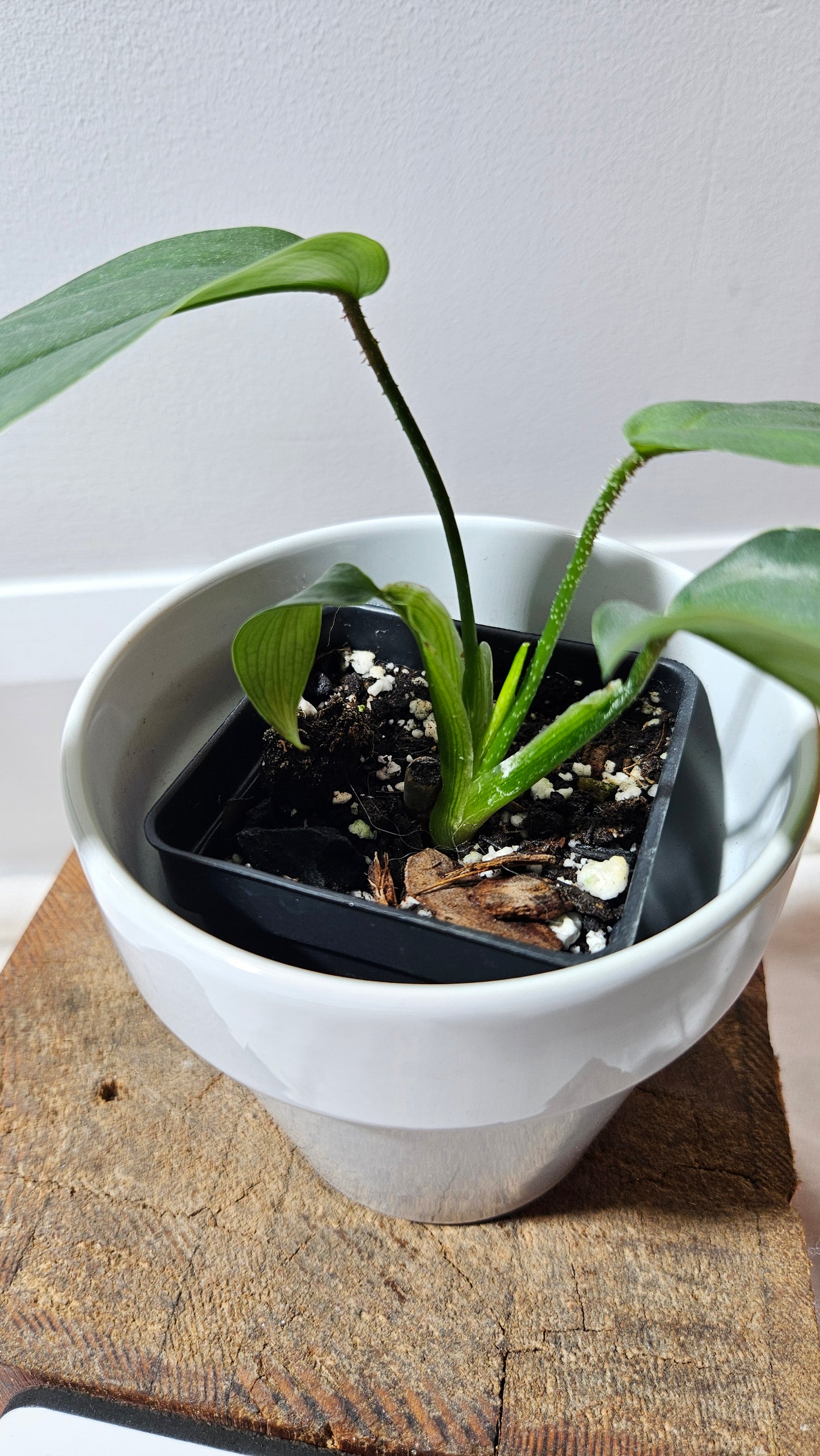 Philodendron Genevievianum Platinum(PHI-522)