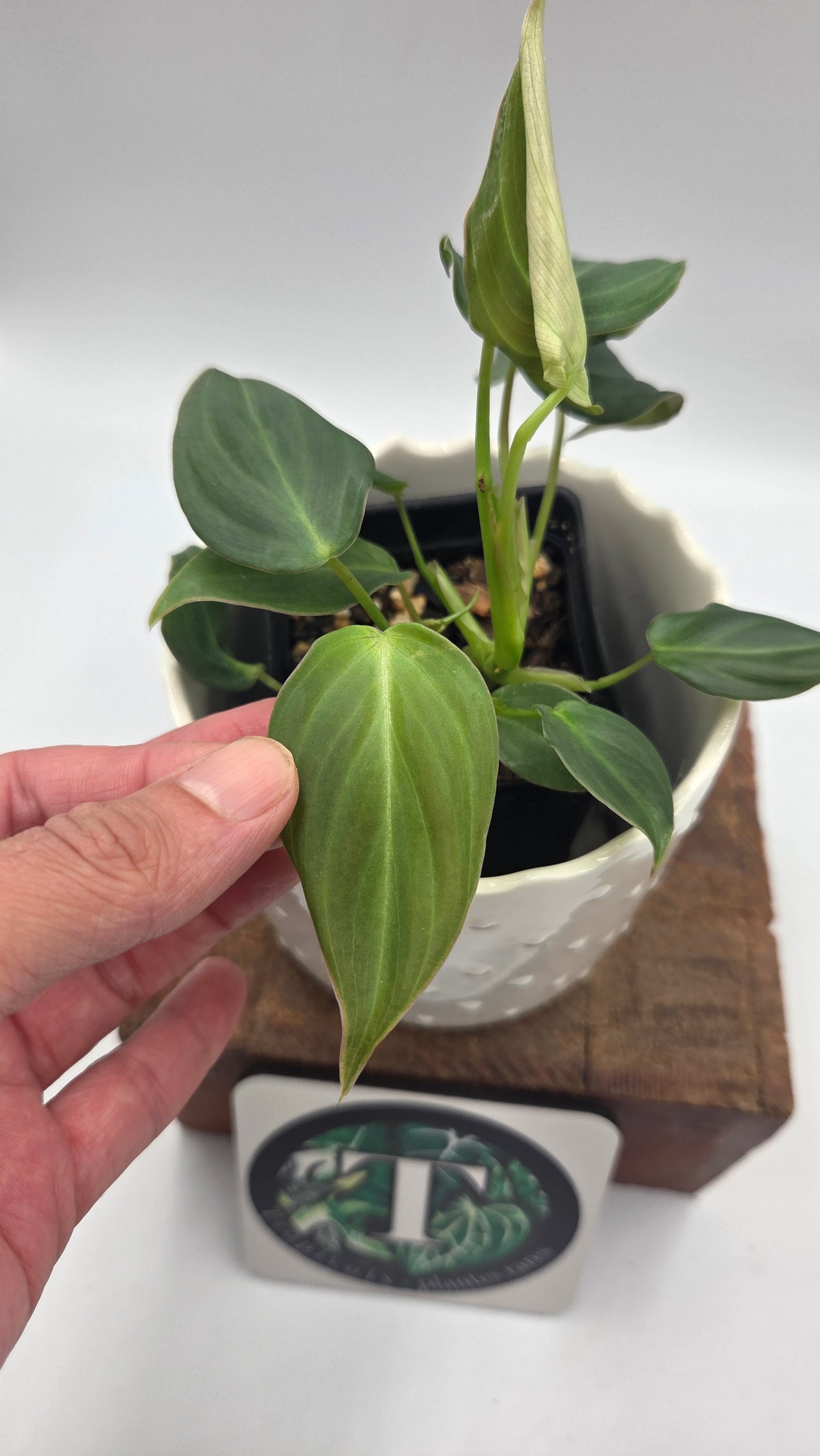 Philodendron Glorious (PHI-1052)