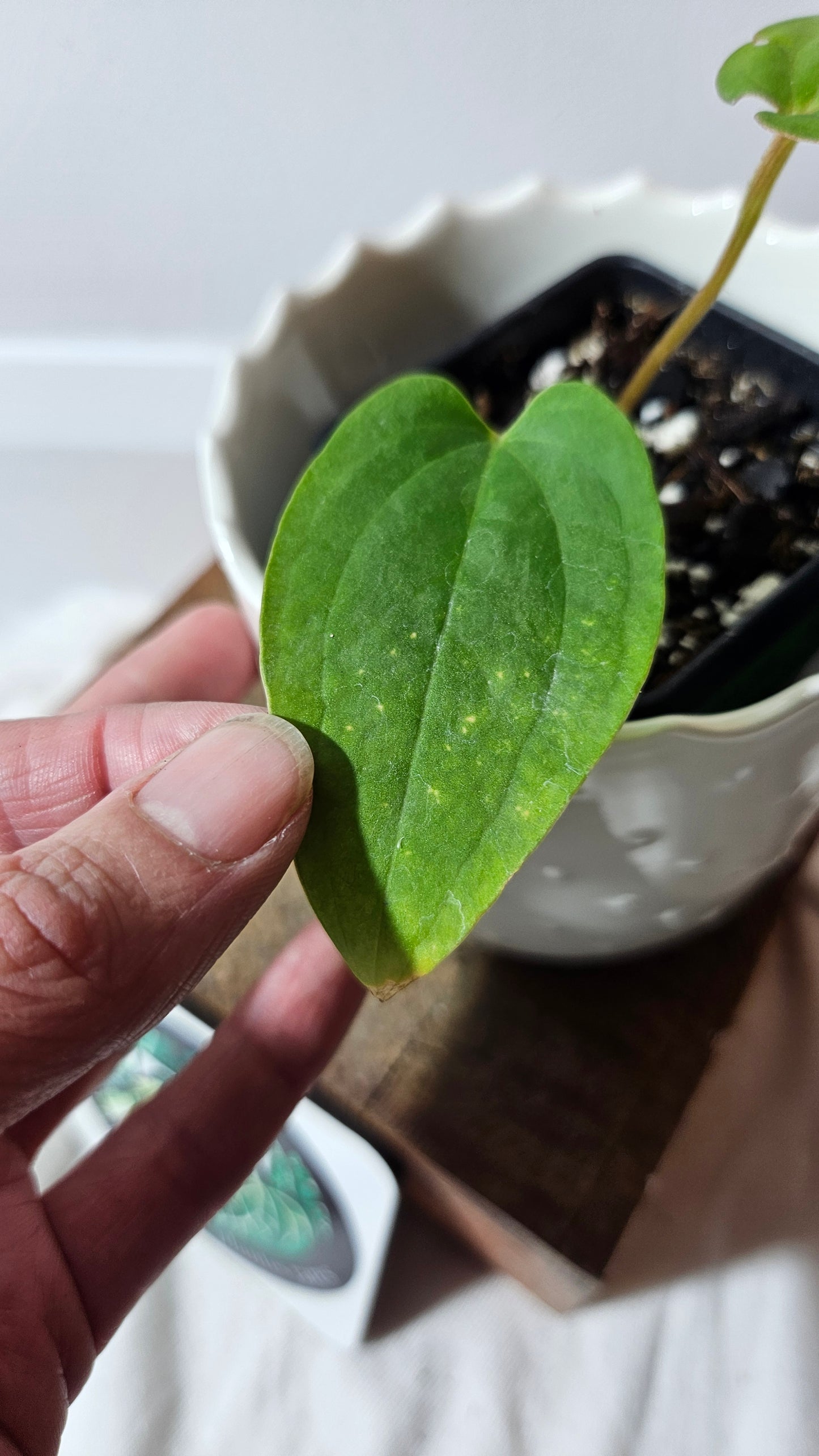 Anthurium  Kunayalense "format PETIT" (ANT-216)