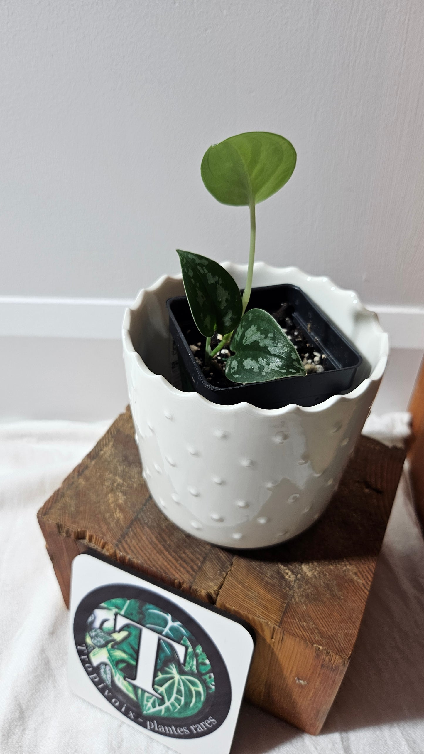 Scindapsus Black Exotica (SCI-1331)