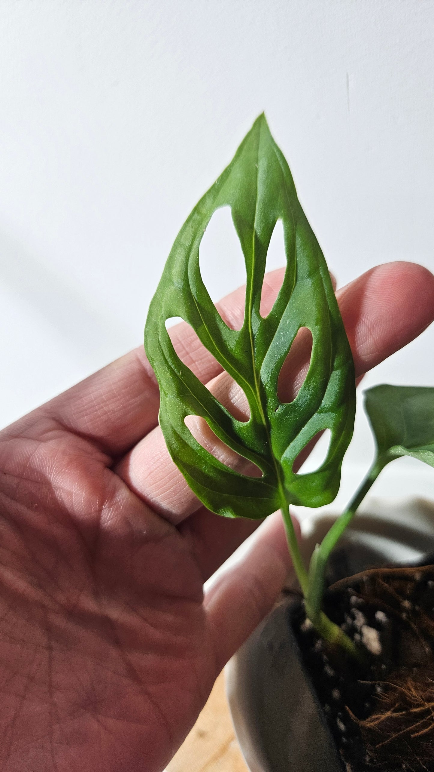 Monstera Obliqua La Bonita (MON-352)