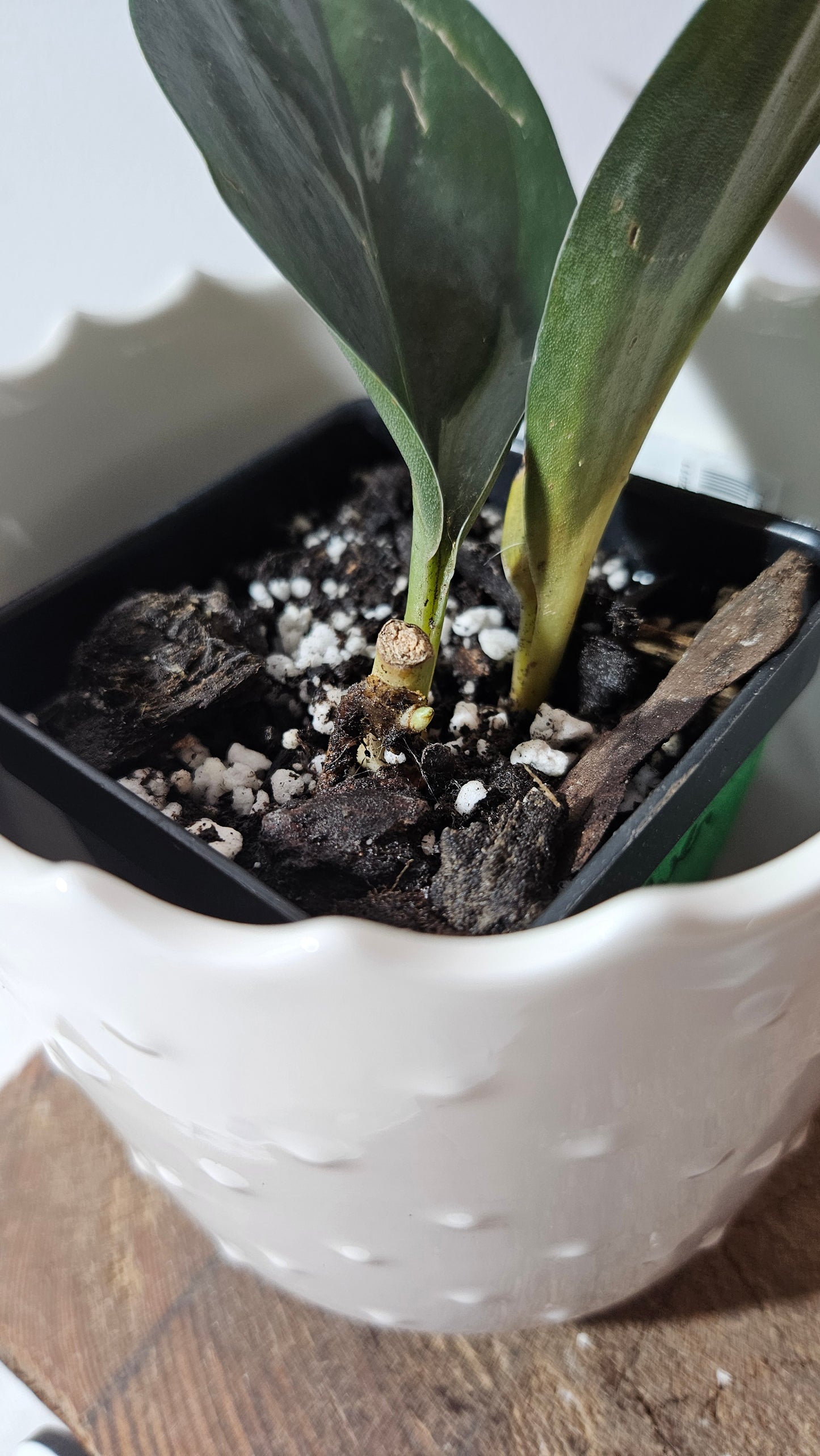 Scindapsus Treubii Dark Form silver (SCI-1013)