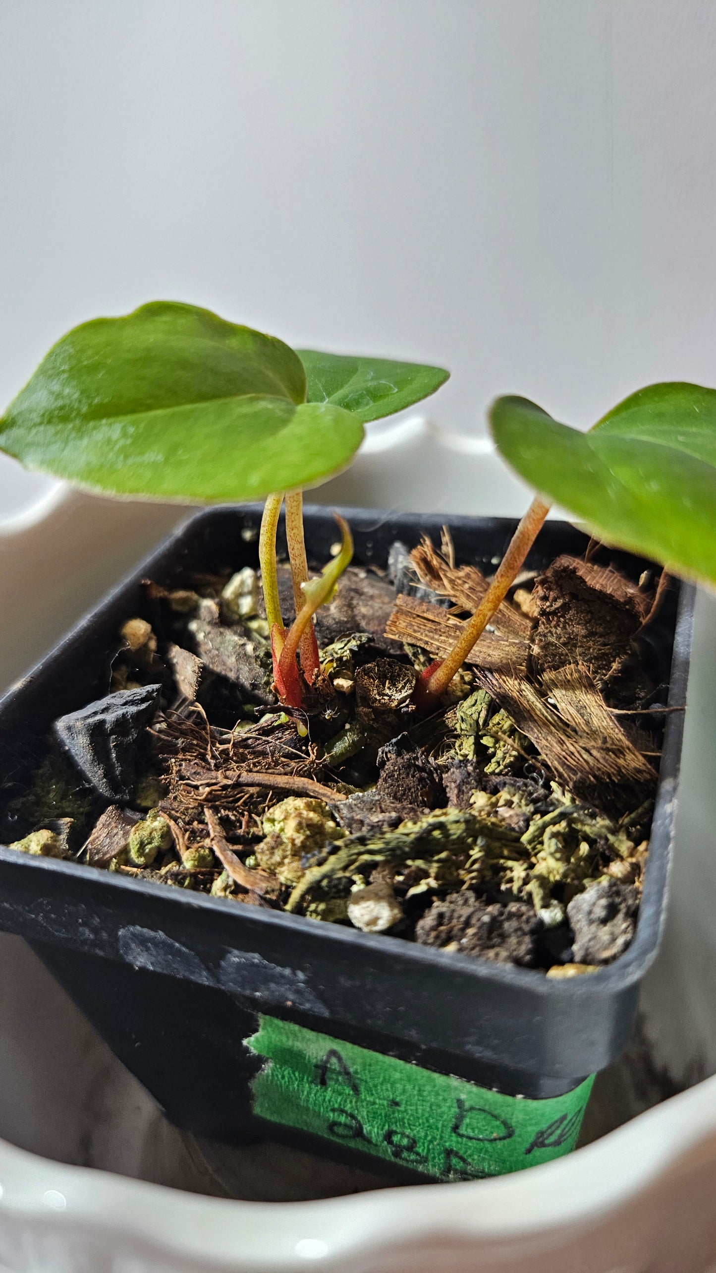 Anthurium Dressleri × Blue Papillilaminum "format SEEDLING" (ANT-621)