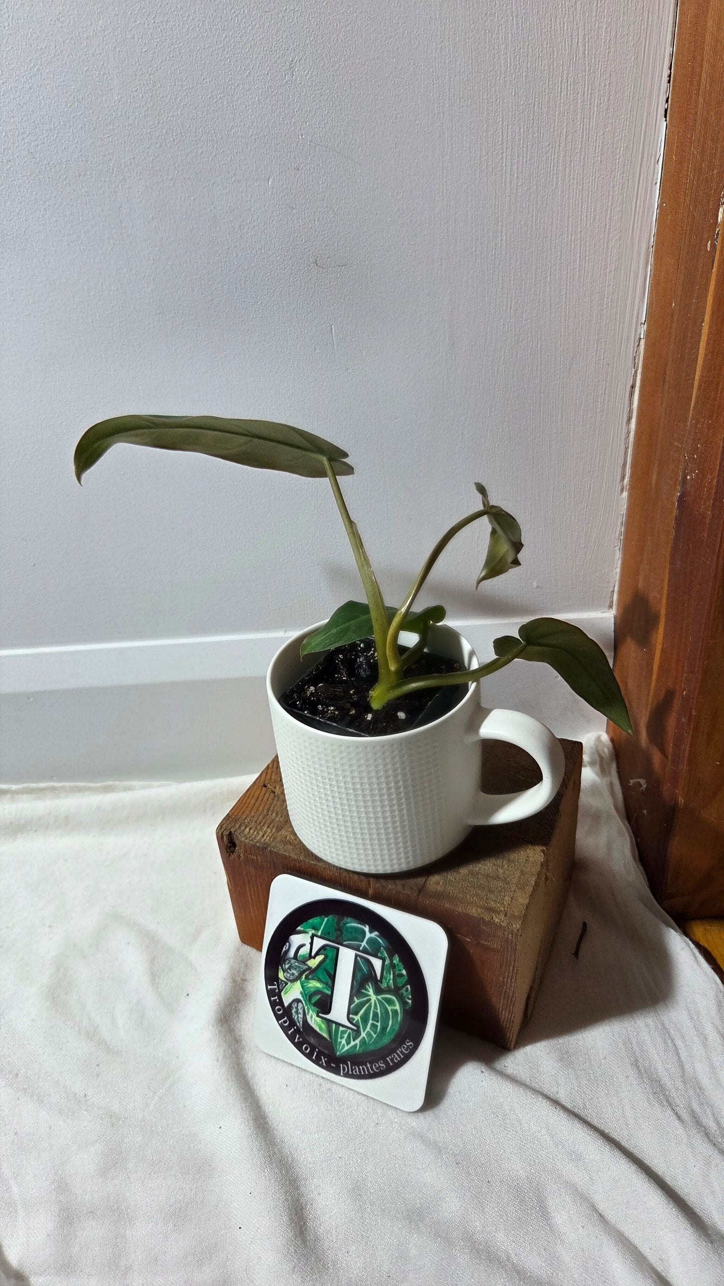 Philodendron Maximum (PHI-981)