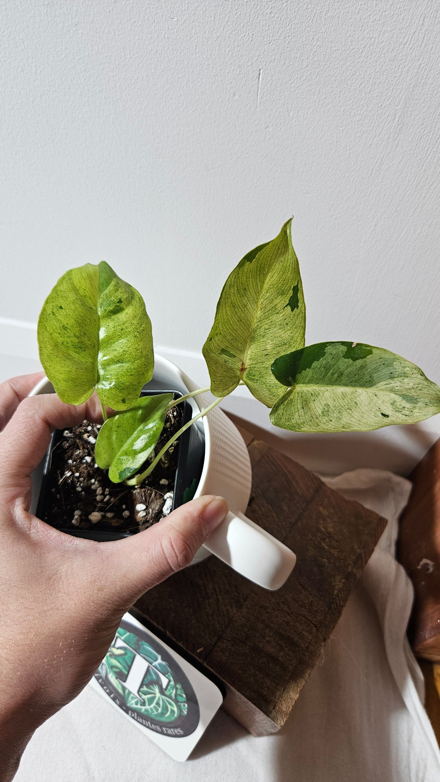 Philodendron BurleMarx Variegata  X Paraiso Verde (PHI-947)