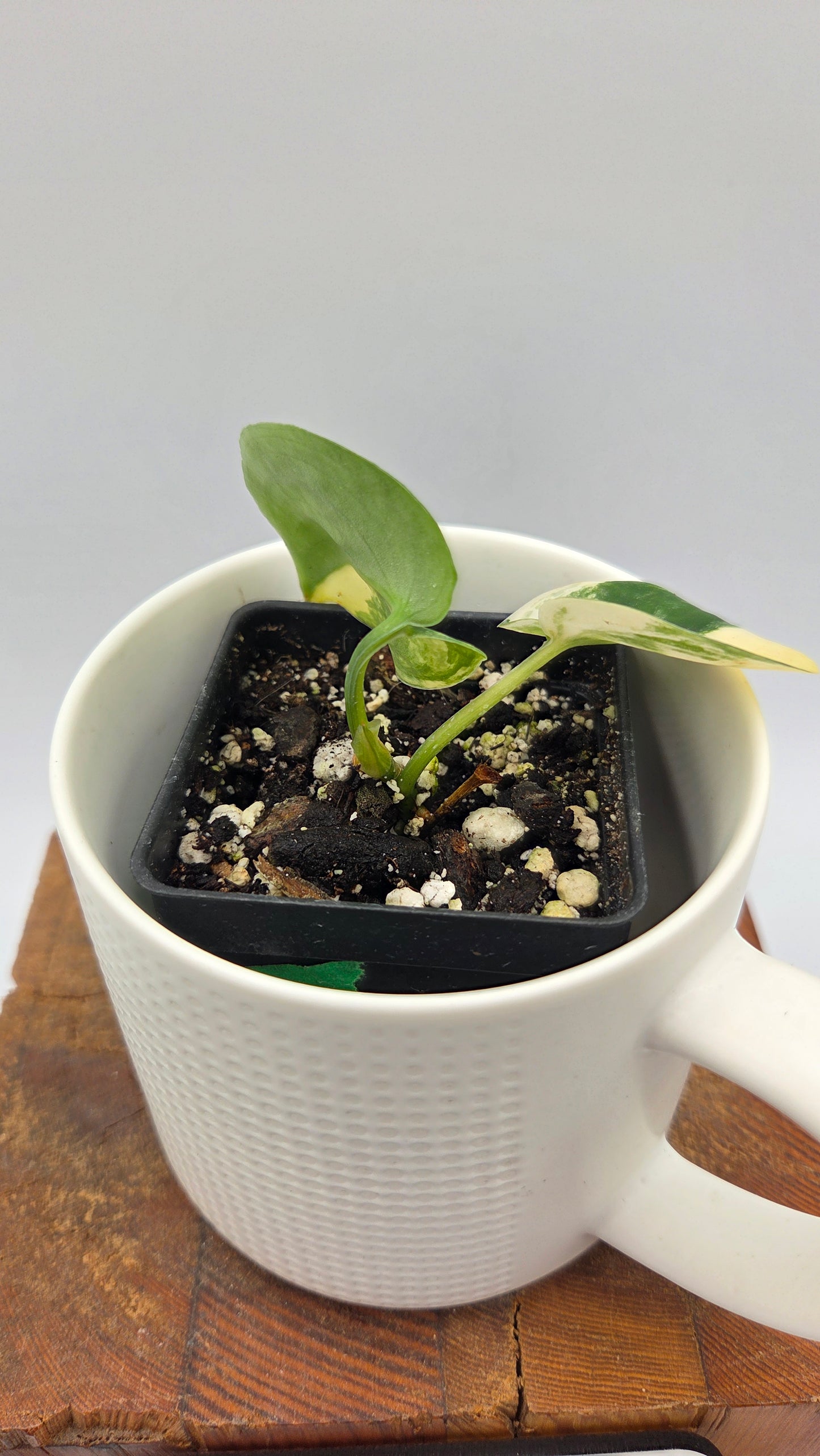 Scindapsus Jade Satin Albo (SCI-876)