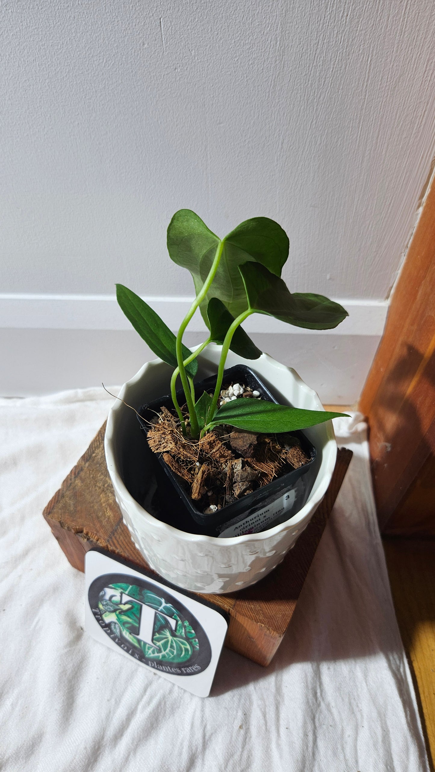 Anthurium Cirinoi X Papillilaminum "format PETIT" (ANT-596)