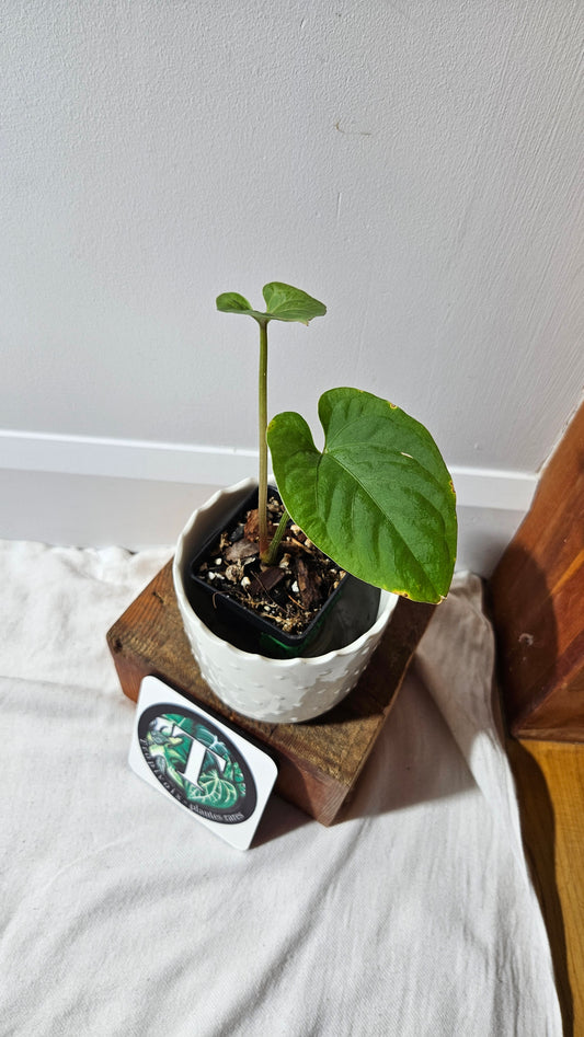 Anthurium  Kunayalense "format MOYEN" (ANT-455)