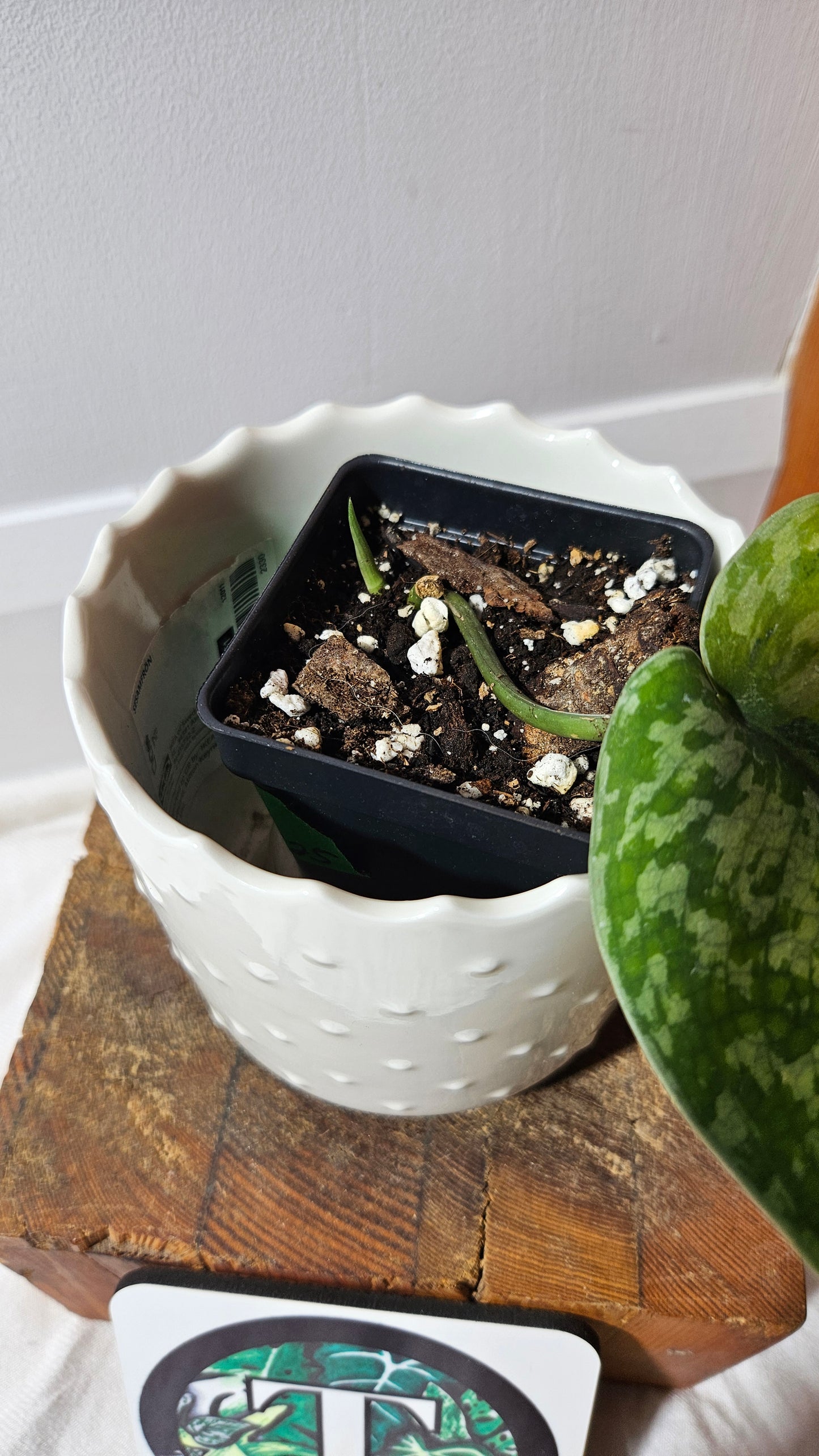 Scindapsus Medallion (SCI-1339)