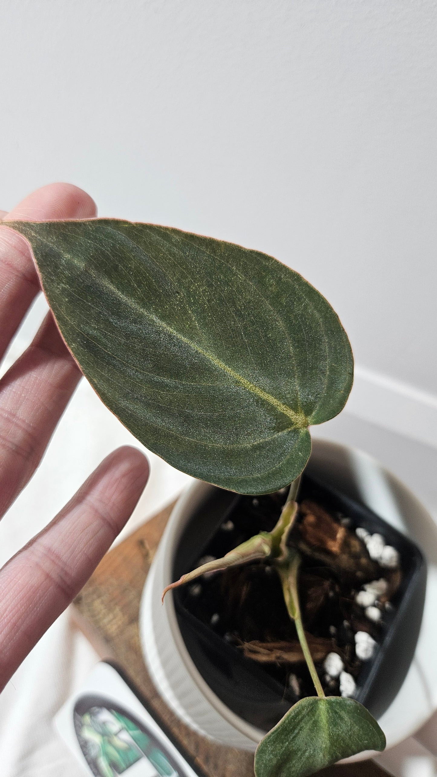 Philodendron Glorious (PHI-956)