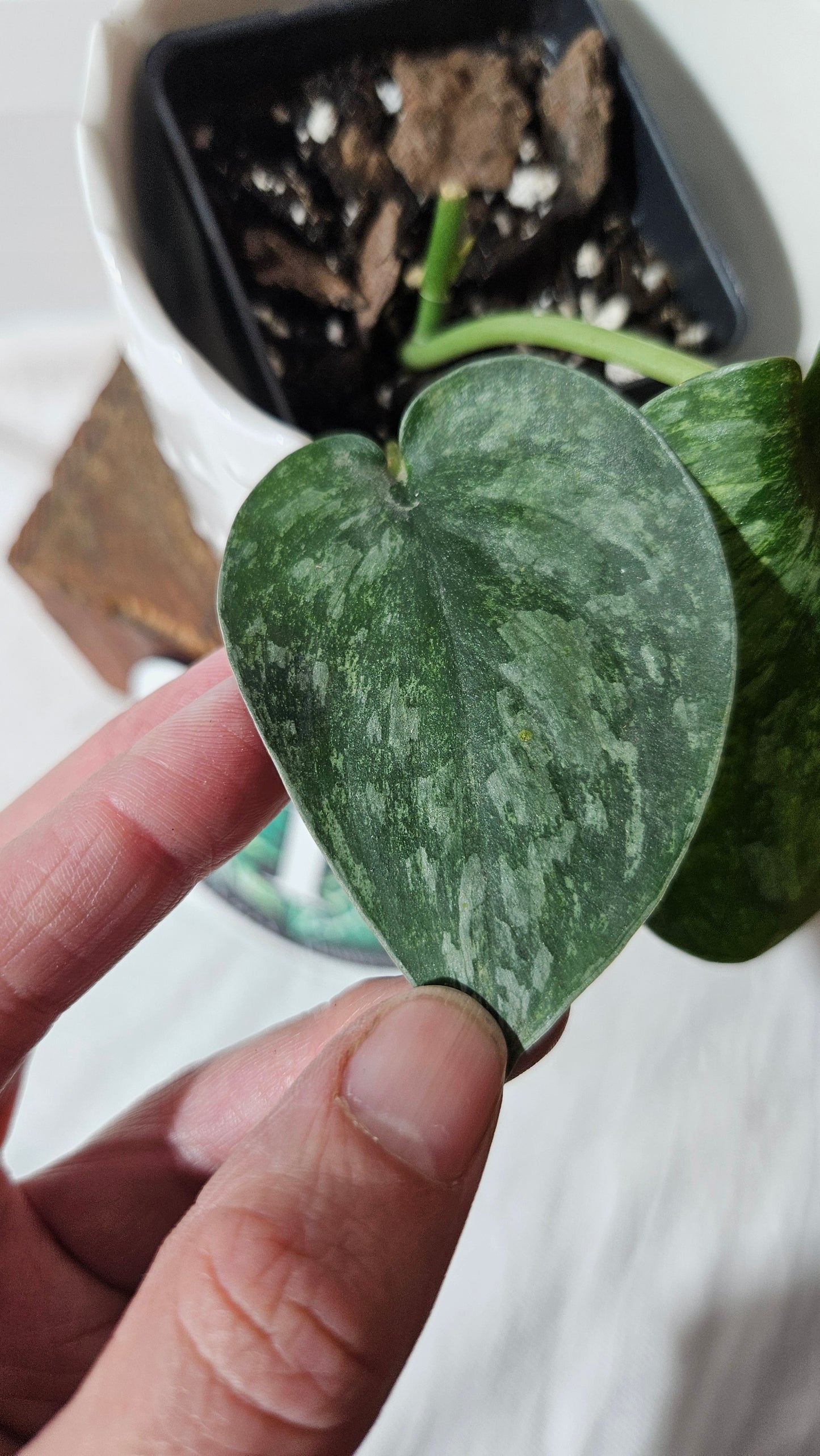Scindapsus Exotica Pictus mint (SCI-971)