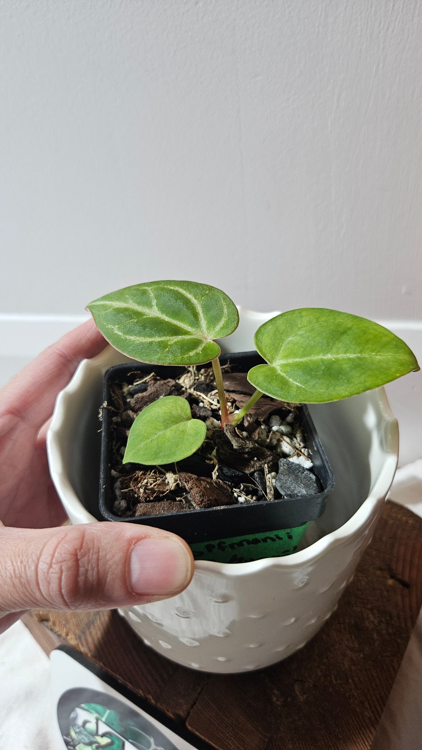 Anthurium Hoffmanii "format SEEDLING" (ANT-586)