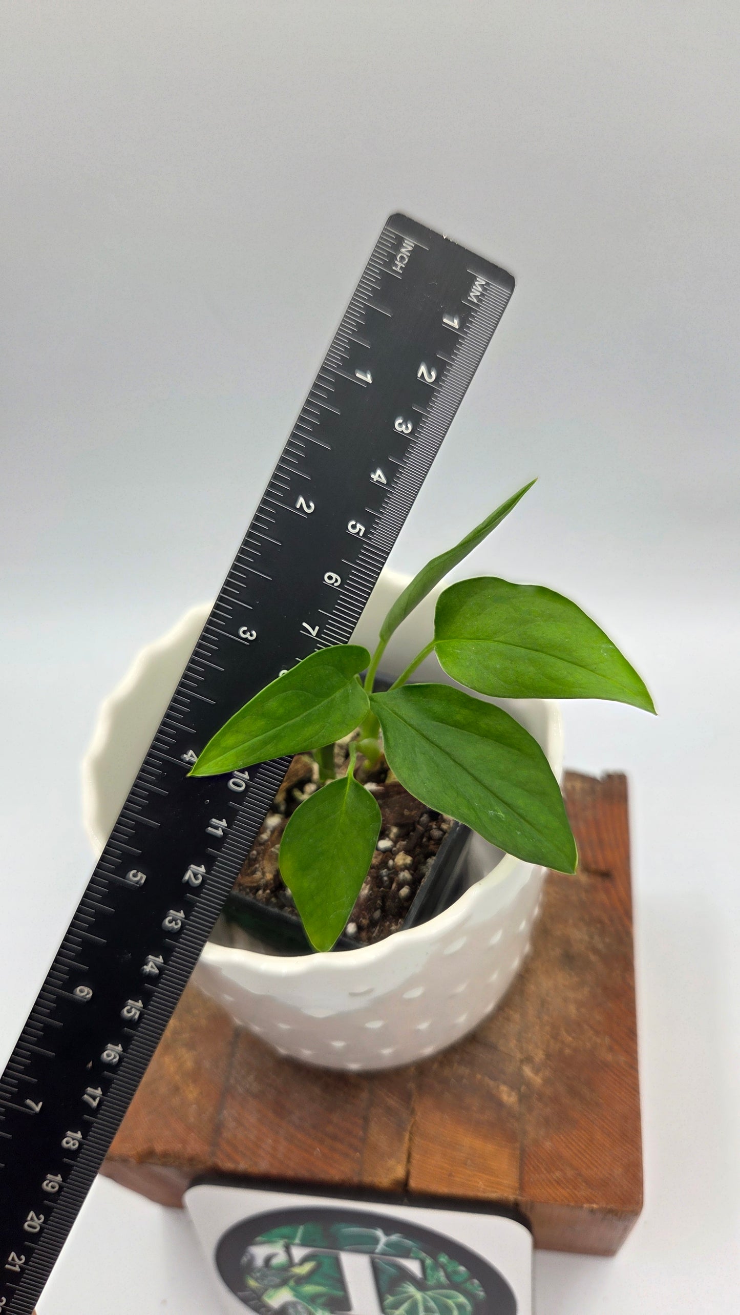 Monstera Obliqua Aff Tena (MON-556)
