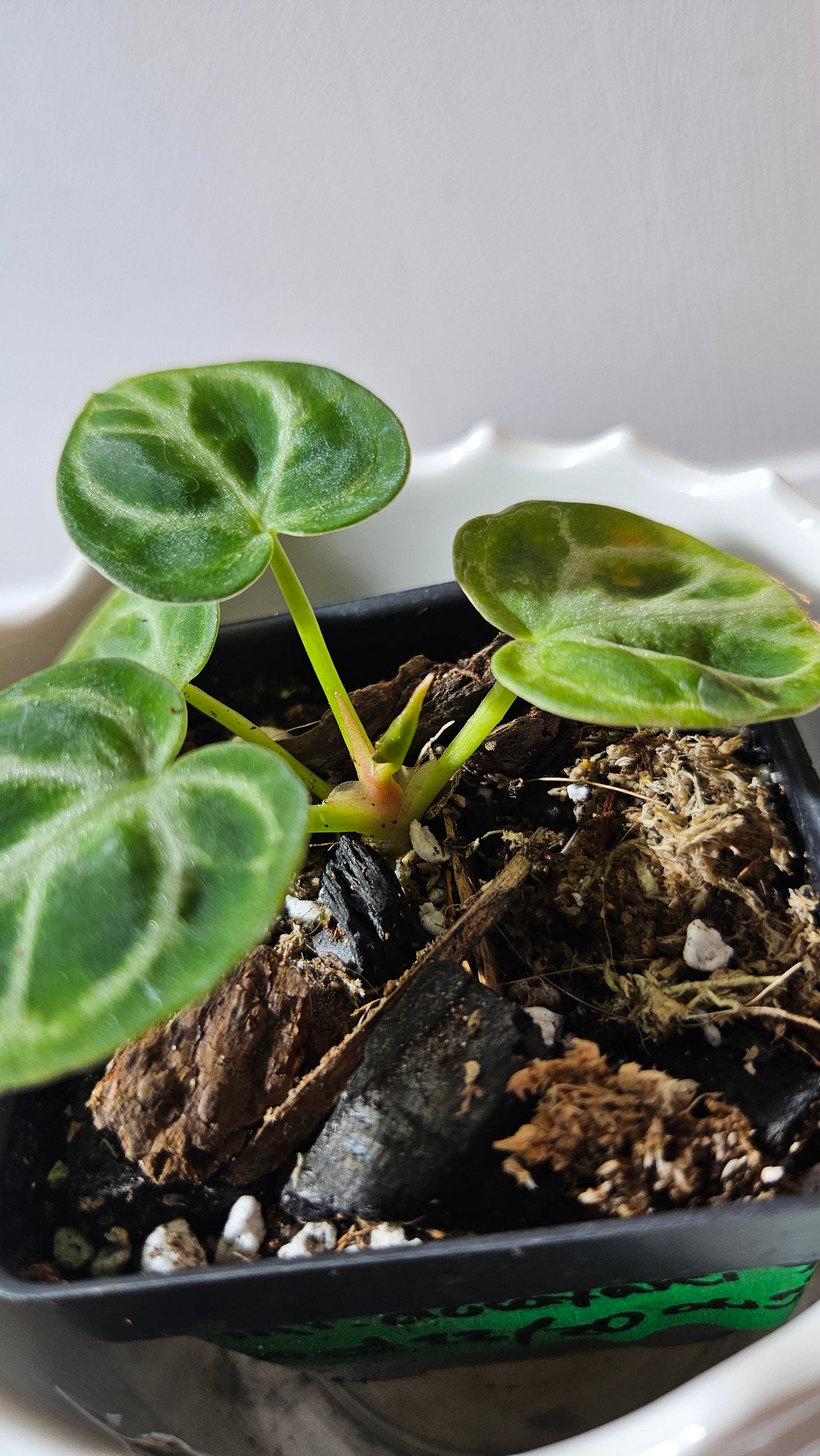 Anthurium Dorayaki Silver "format PETIT"( ANT-583)