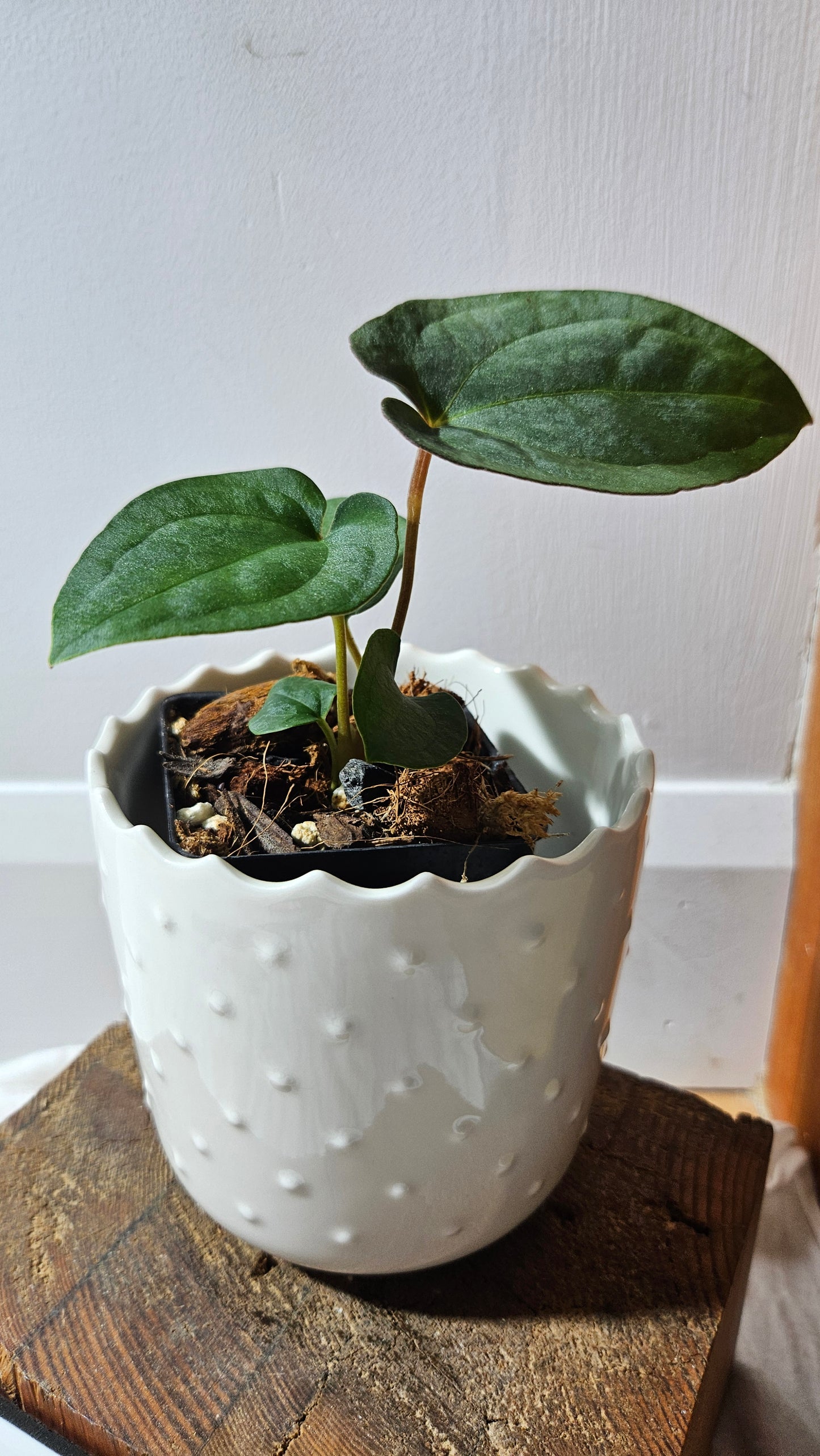 Anthurium  Papillilaminum X Black Velvet Panama "format PETIT" (ANT-613)