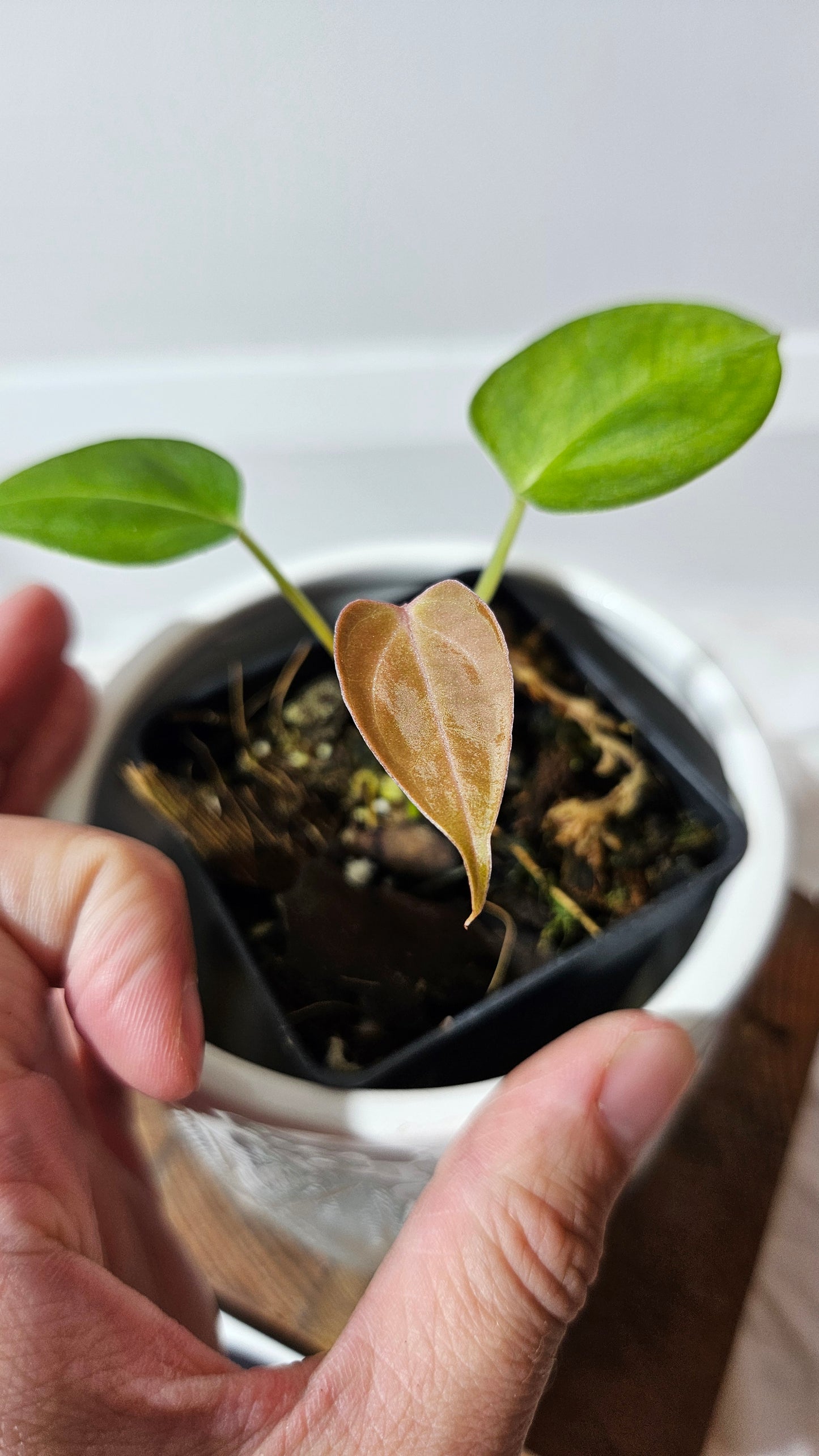 Anthurium  Dorayaki Silver "format SEEDLING" (ANT-184)