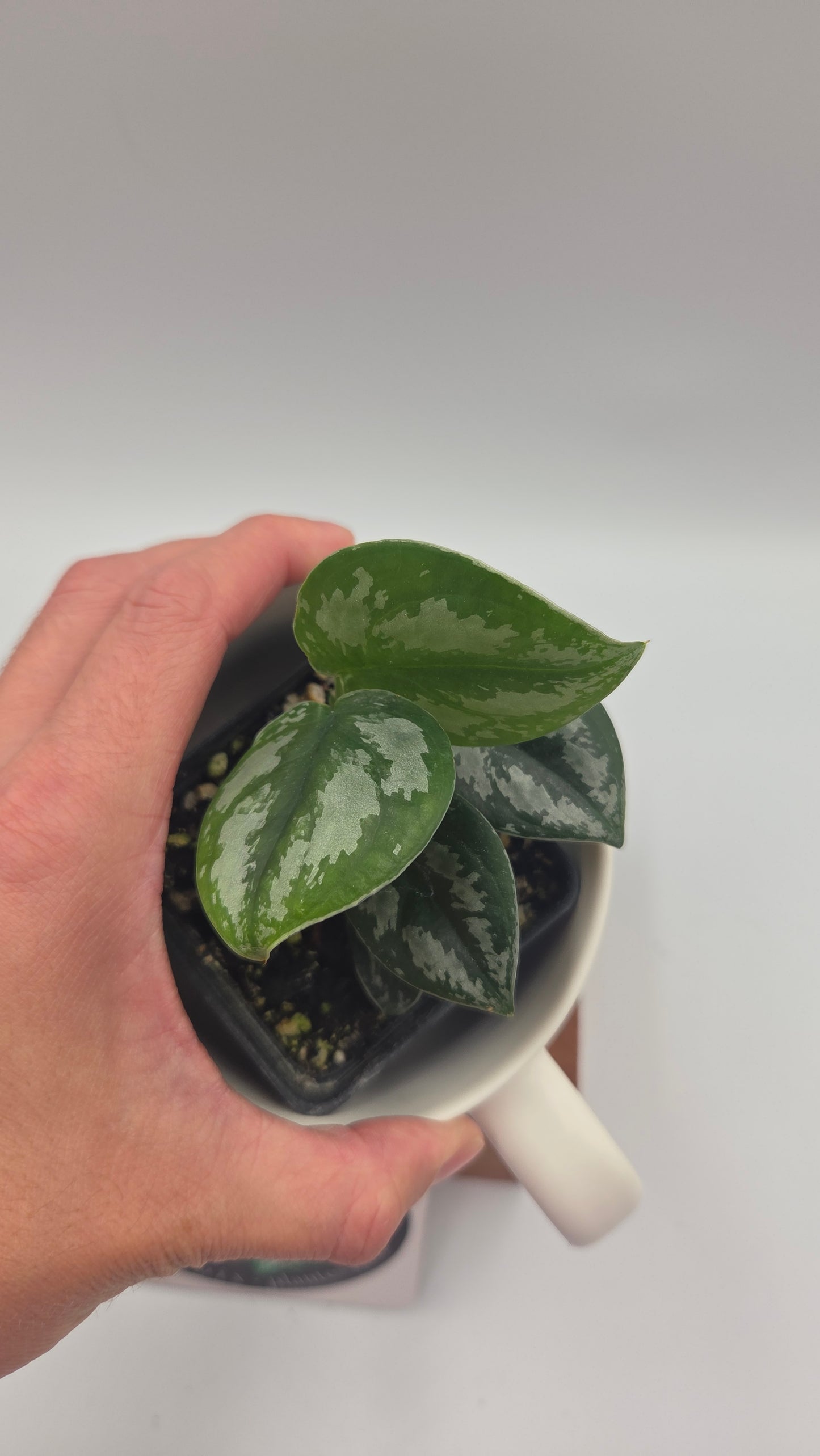 Scindapsus Dark Tricolore (SCI-1041)