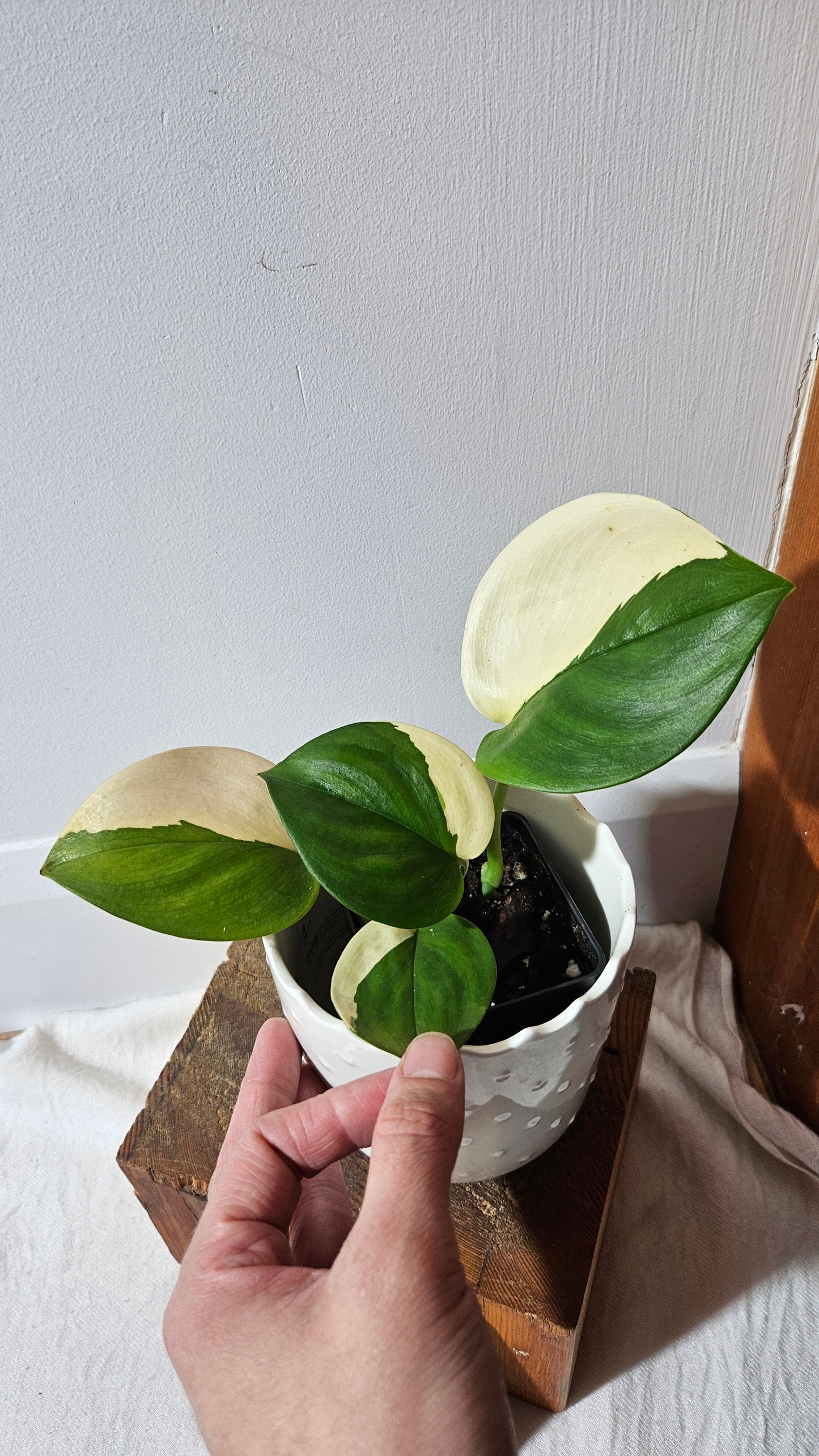 Scindapsus Moonlight Albo (SCI-976)