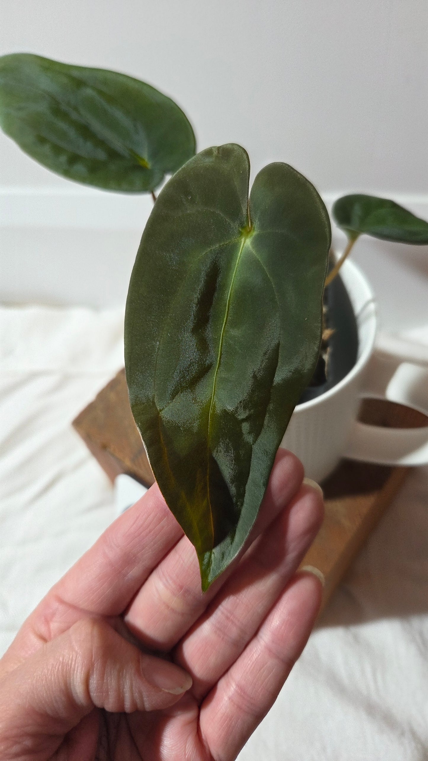 Anthurium  Papillilaminum (d'équateur) "format PETIT" (ANT-665)