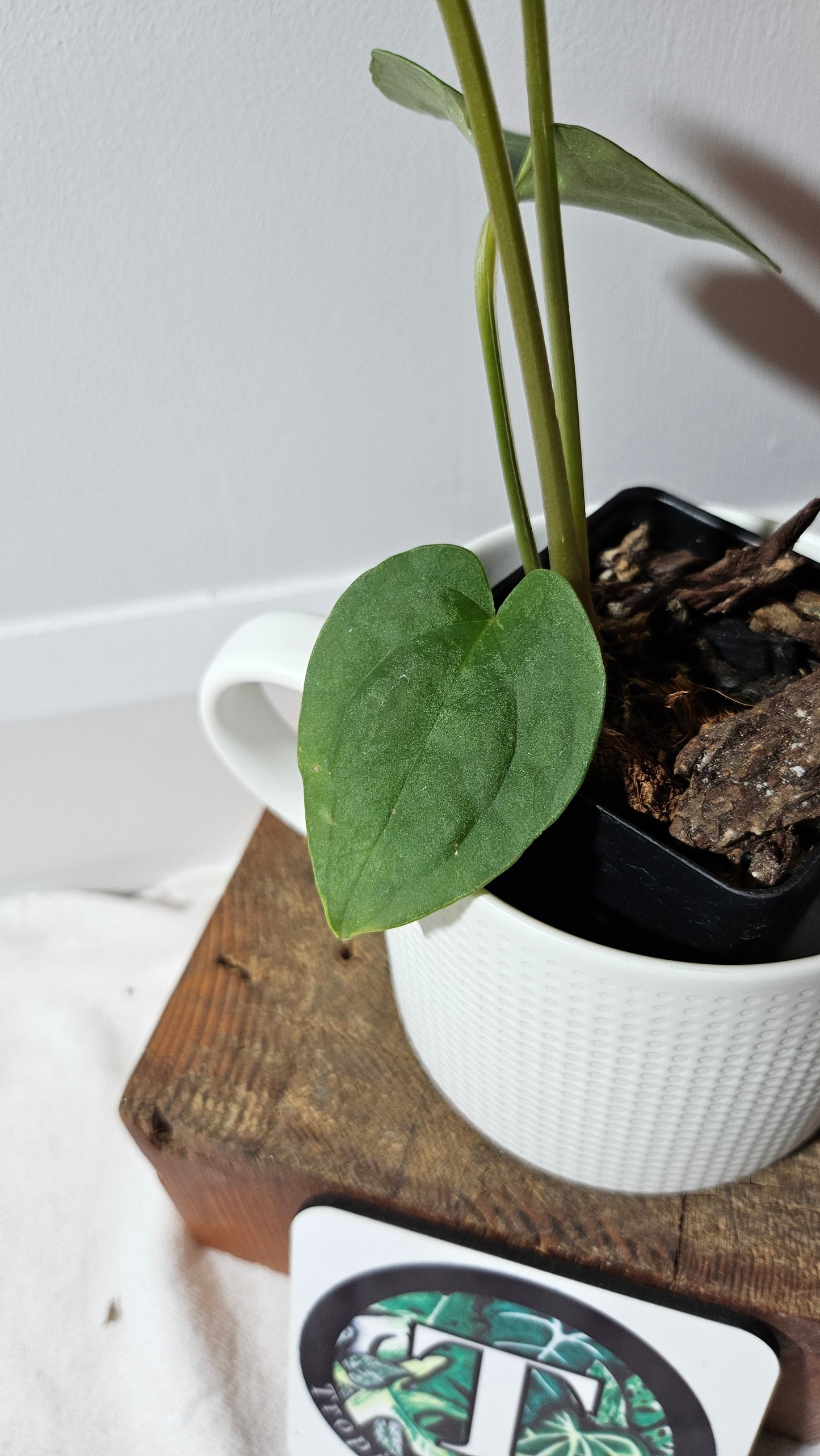 Anthurium Forgetti X Luxurians "format MOYEN" (ANT-634)