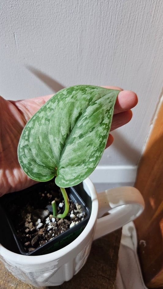 Scindapsus Dark Princess Tricolore (SCI-1109)