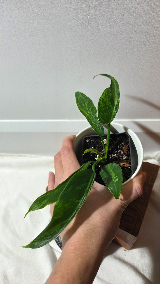 Philodendron Lime fiddle/ Minarum (PHI-976)