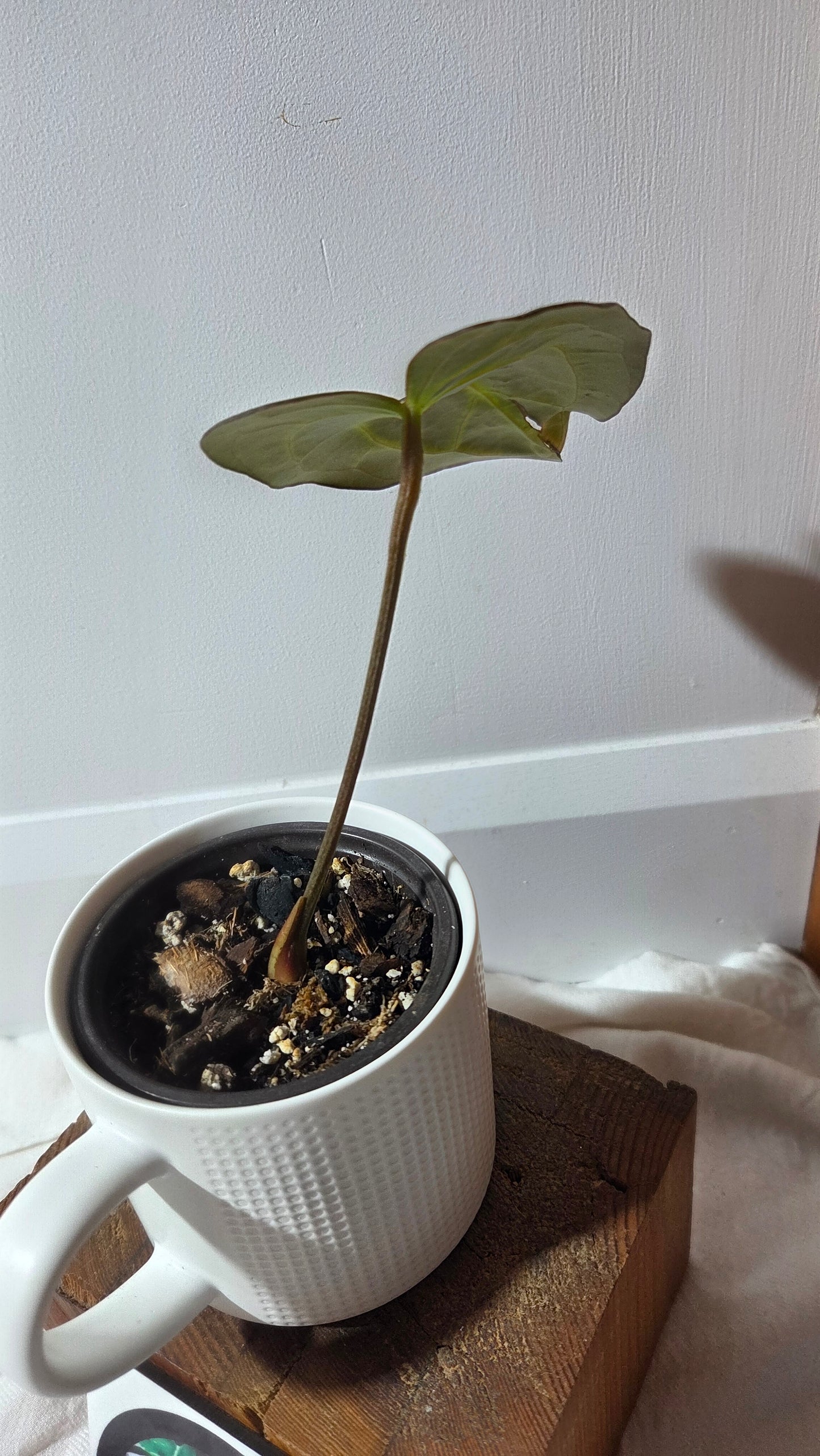 Anthurium  Carlablackiae (d'équateur) "format MOYEN" (ANT-392)