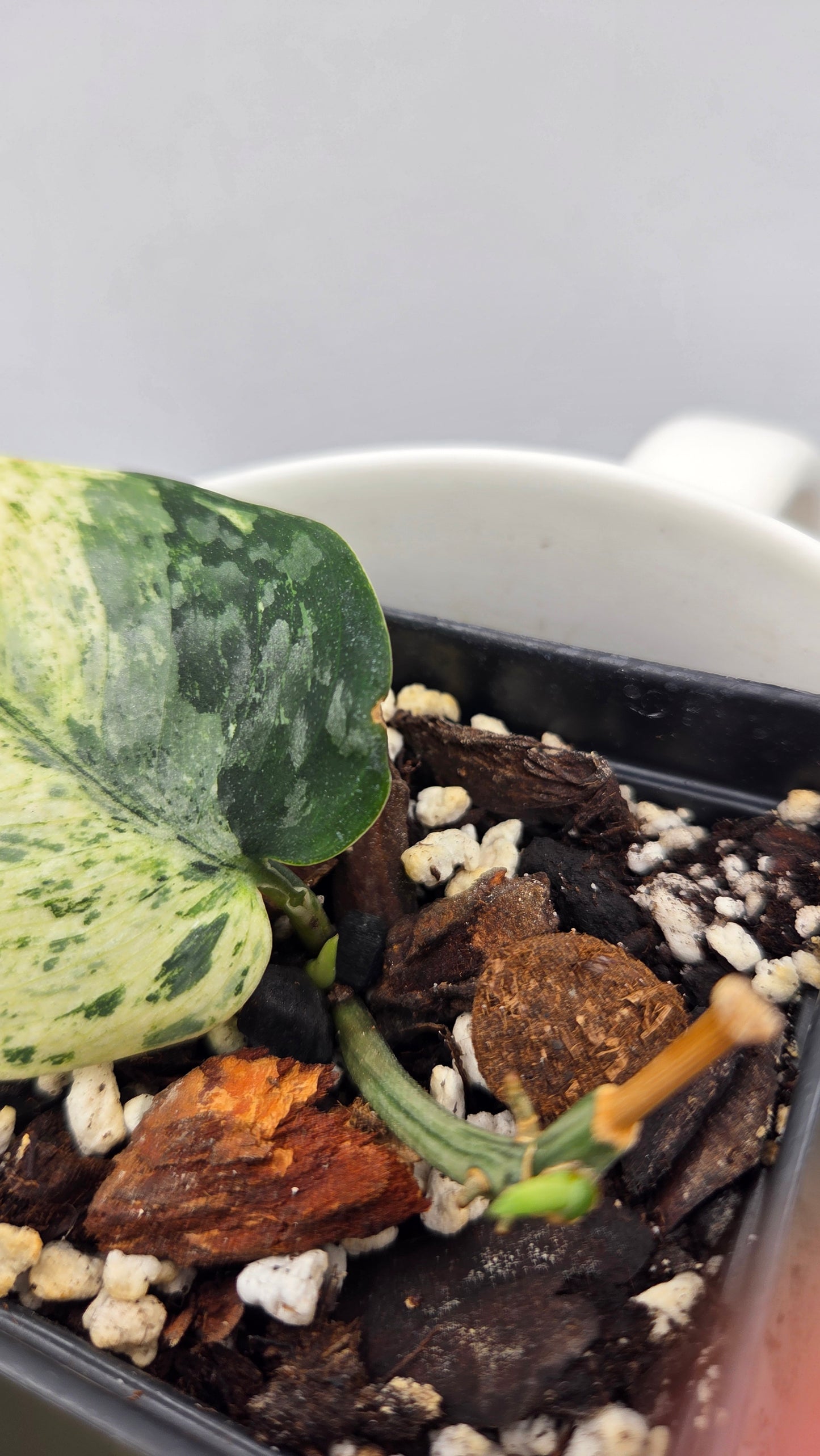 Scindapsus Silver Cloud mutation (SCI-1088)