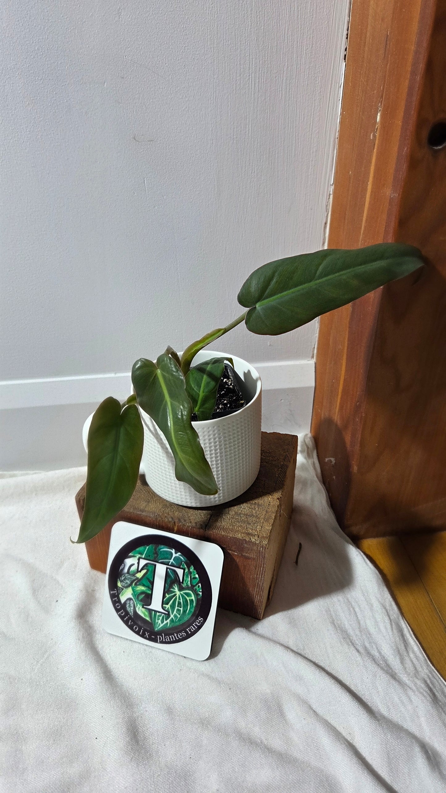 Philodendron Maximum (PHI-981)