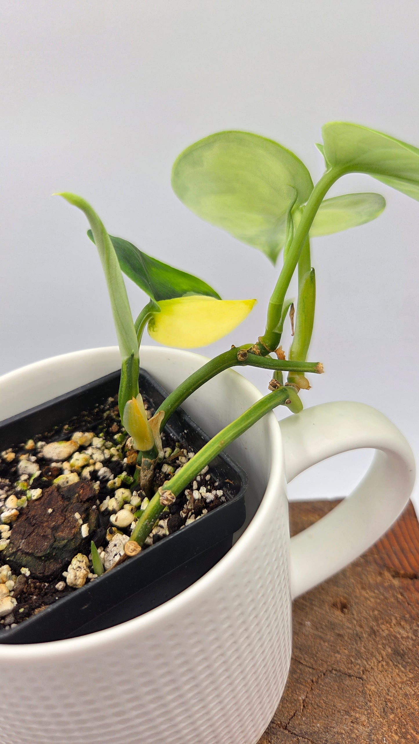 Scindapsus Jade Satin Aurea (SCI-1439)