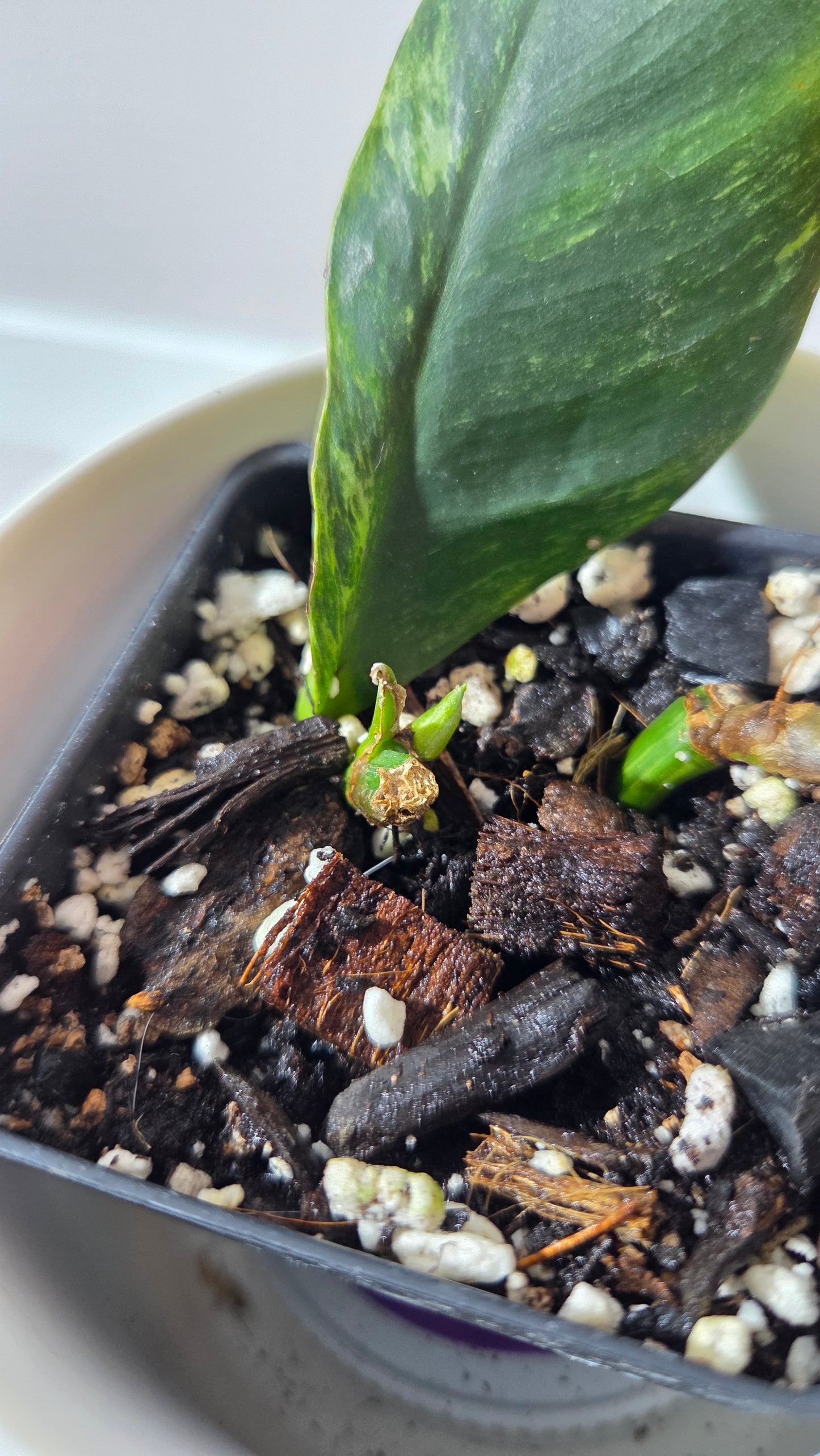 Rhaphidophora Elliptifolia Variegata (AUT-094)