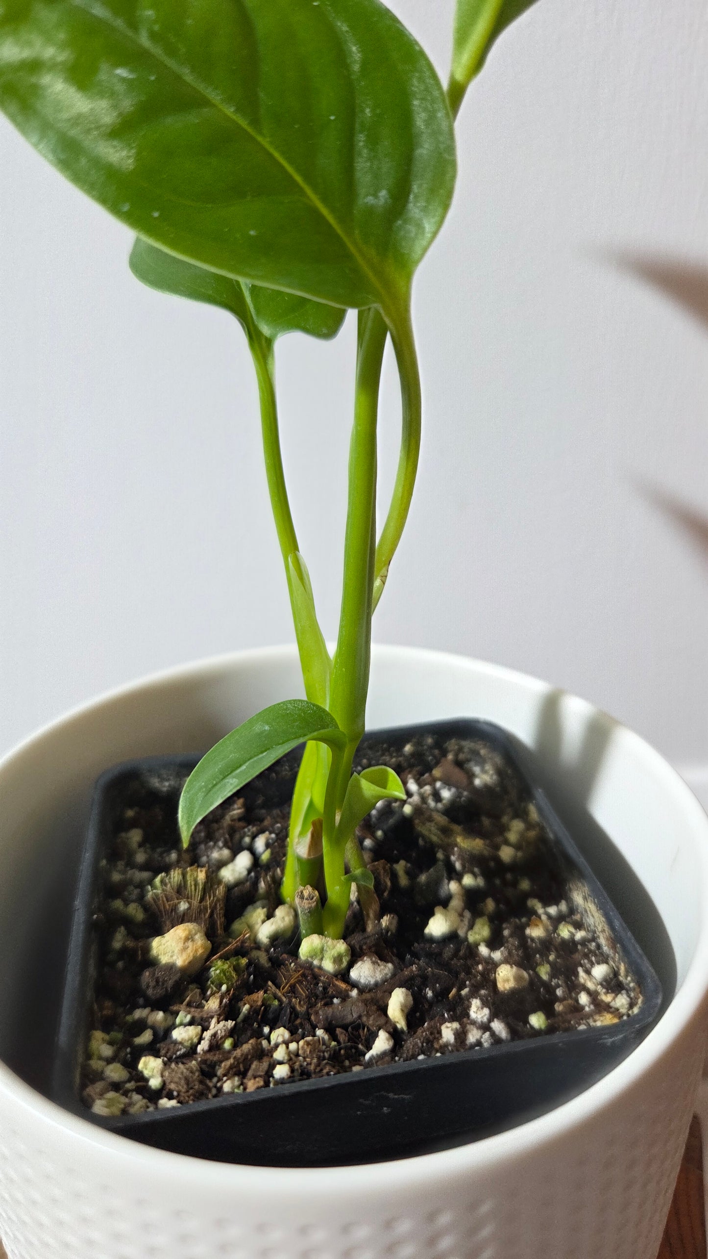 Monstera Obliqua Aff Limon (MON-524)