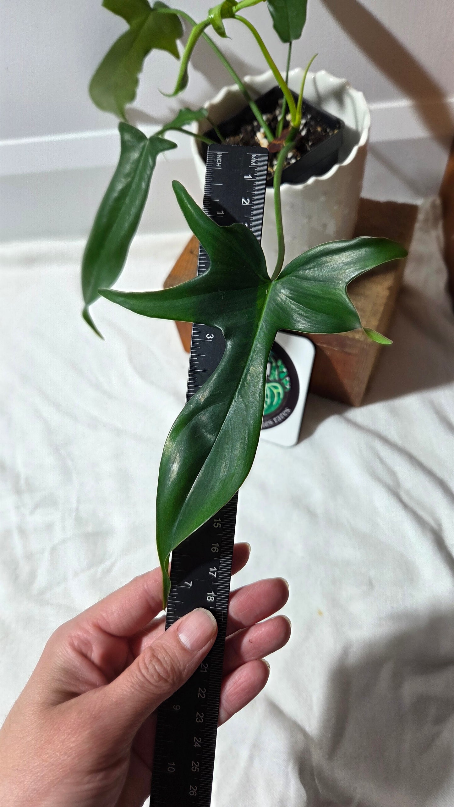 Philodendron Gladhands (PHI-957)