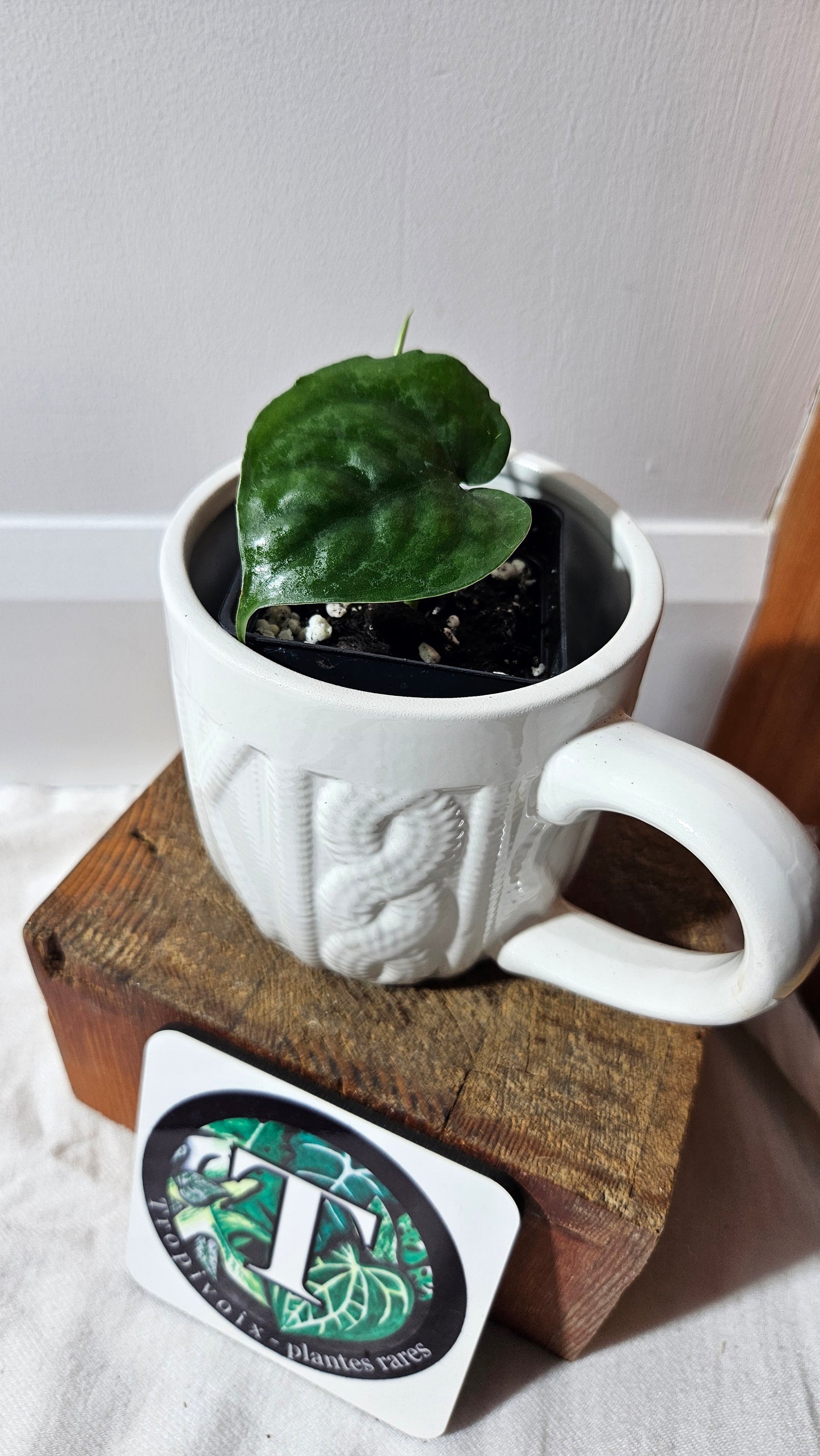 Scindapsus Lucens (SCI-1282)