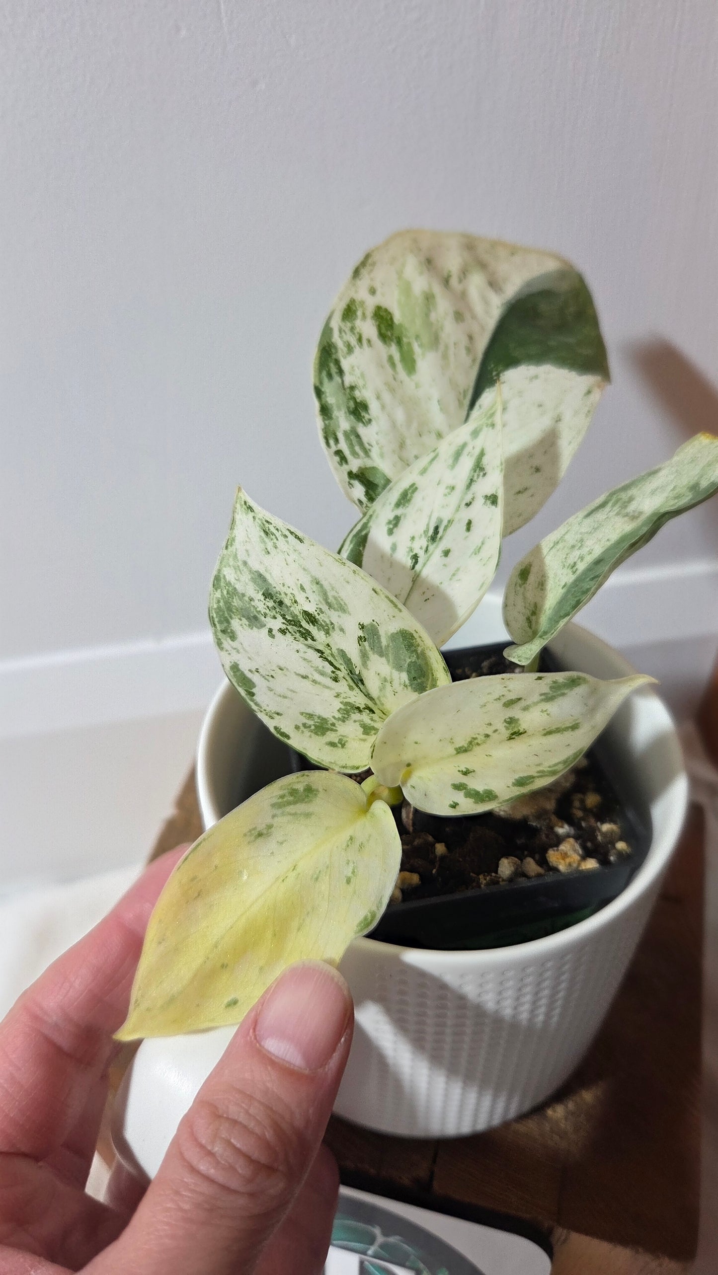 Scindapsus Silver Splash Variegata (SCI-849)