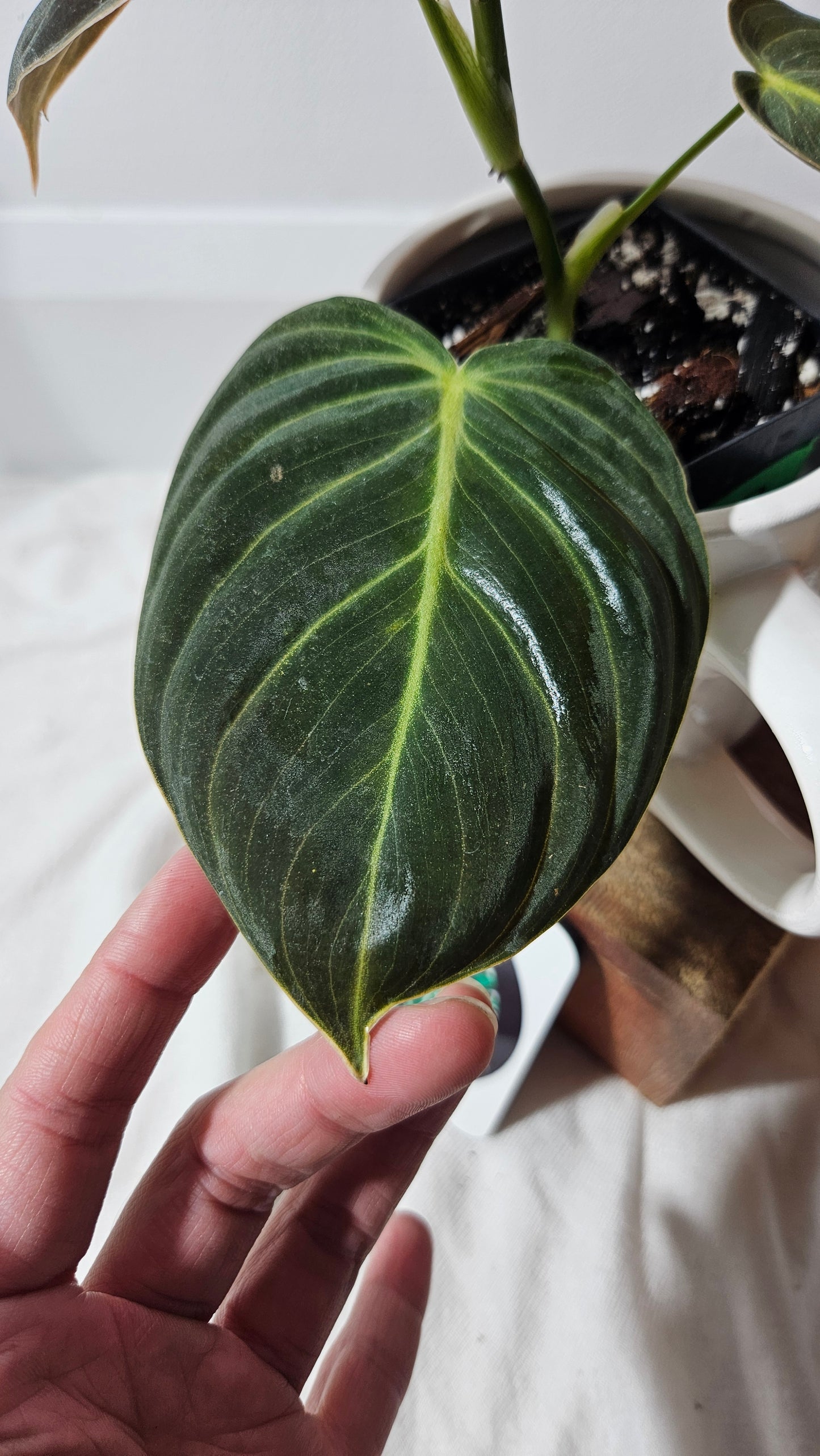 Philodendron Melanochrysum (PHI-615)