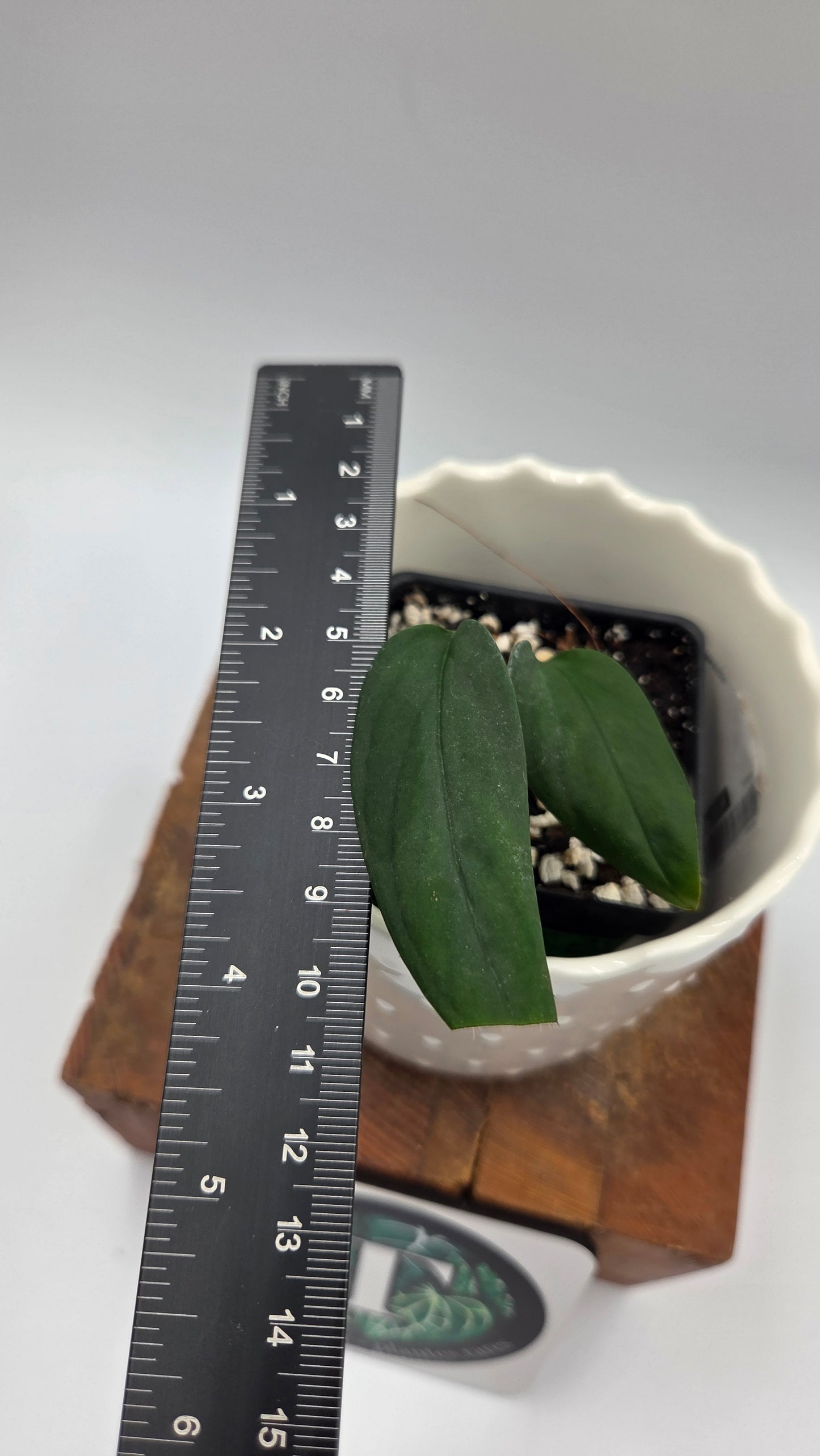 Monstera Obliqua Aff Black (MON-554)