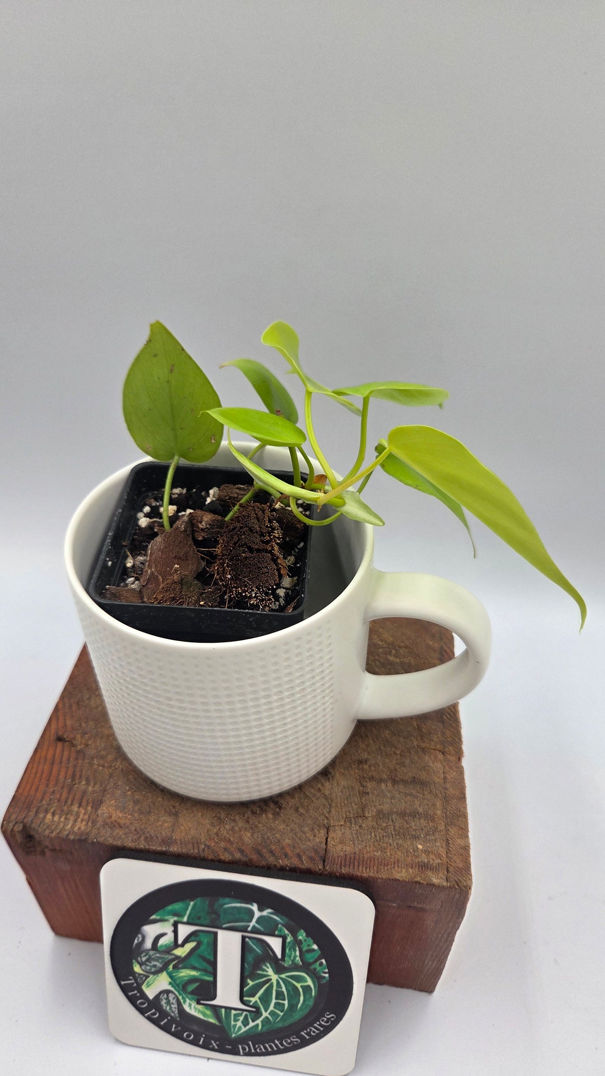 Philodendron Hederaceum Lemon lime (PHI-1103)
