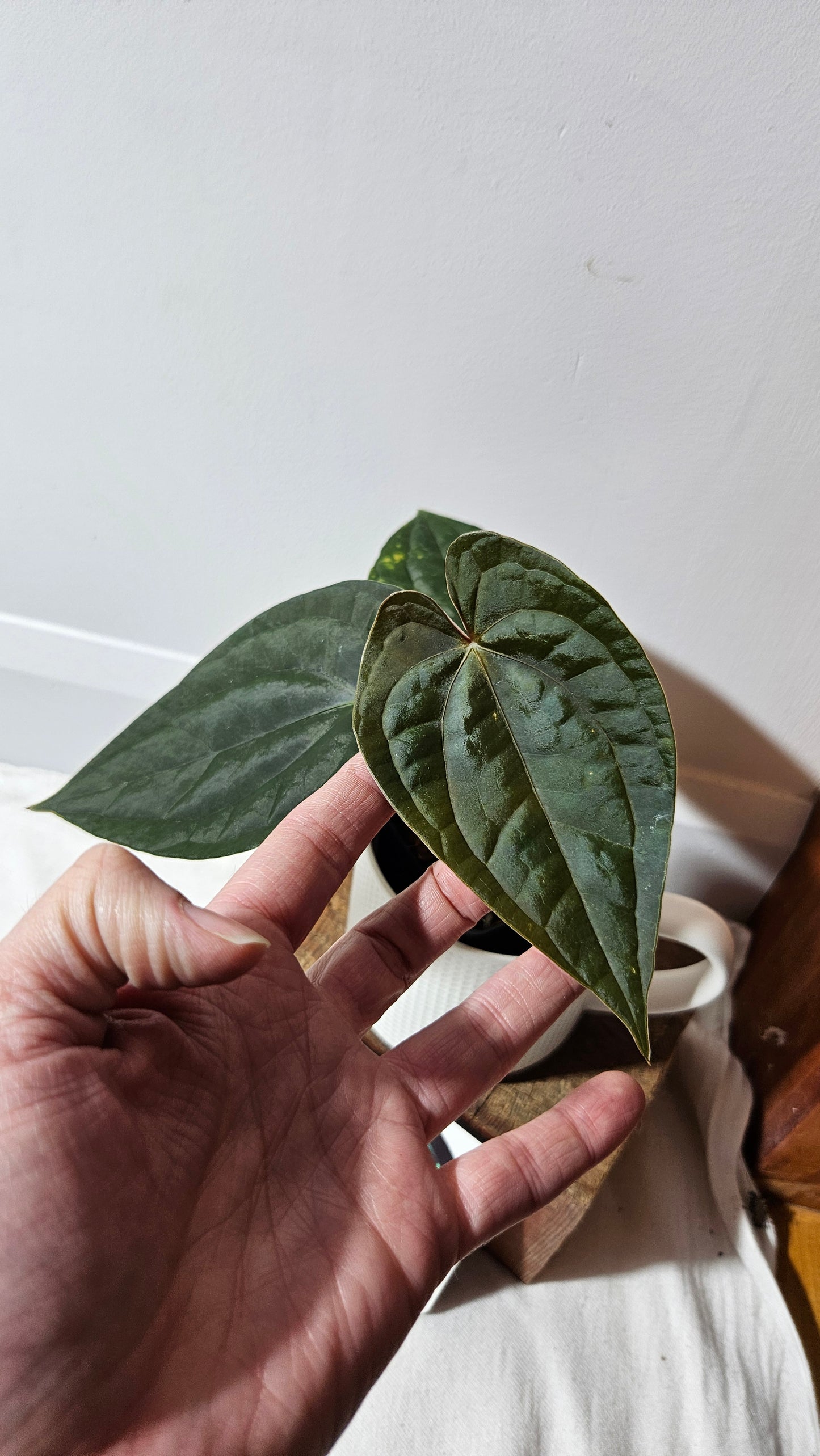 Anthurium Luxurians X Black Velvet Panama "format MOYEN" (ANT-639)