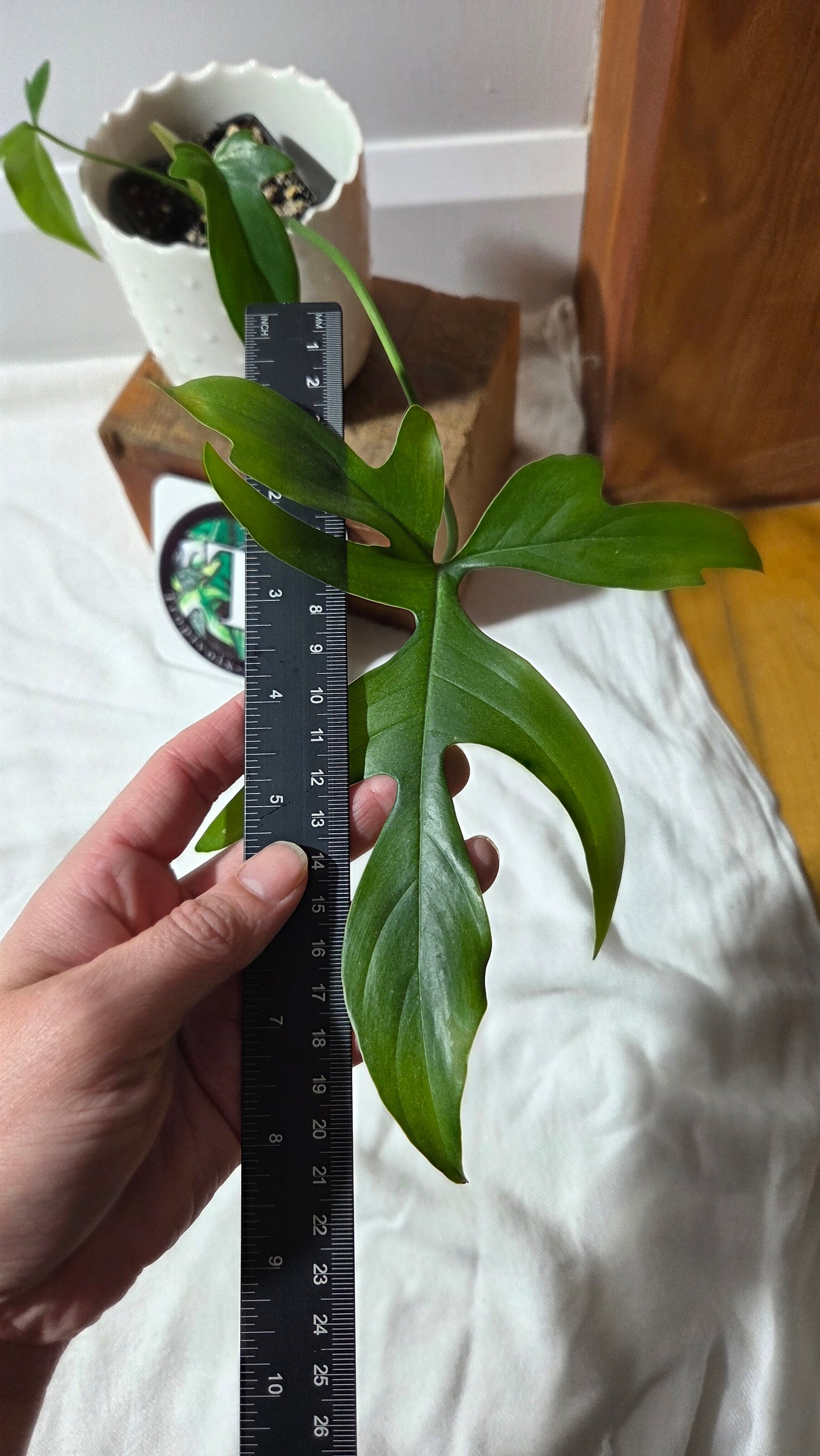 Philodendron Gladhands (PHI-958)