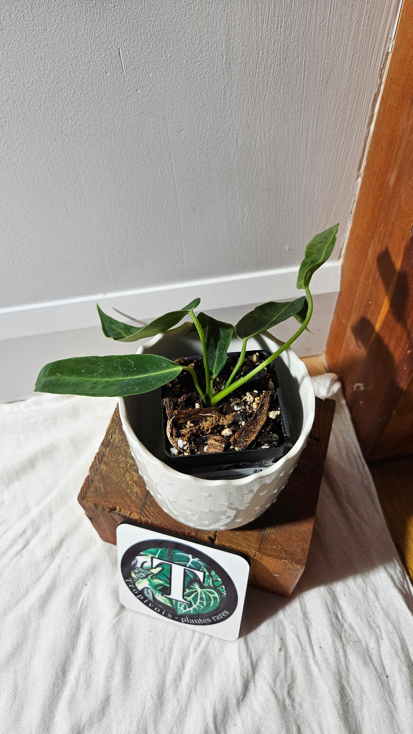 Anthurium Warocqueanum  "format PETIT"(ANT-601)