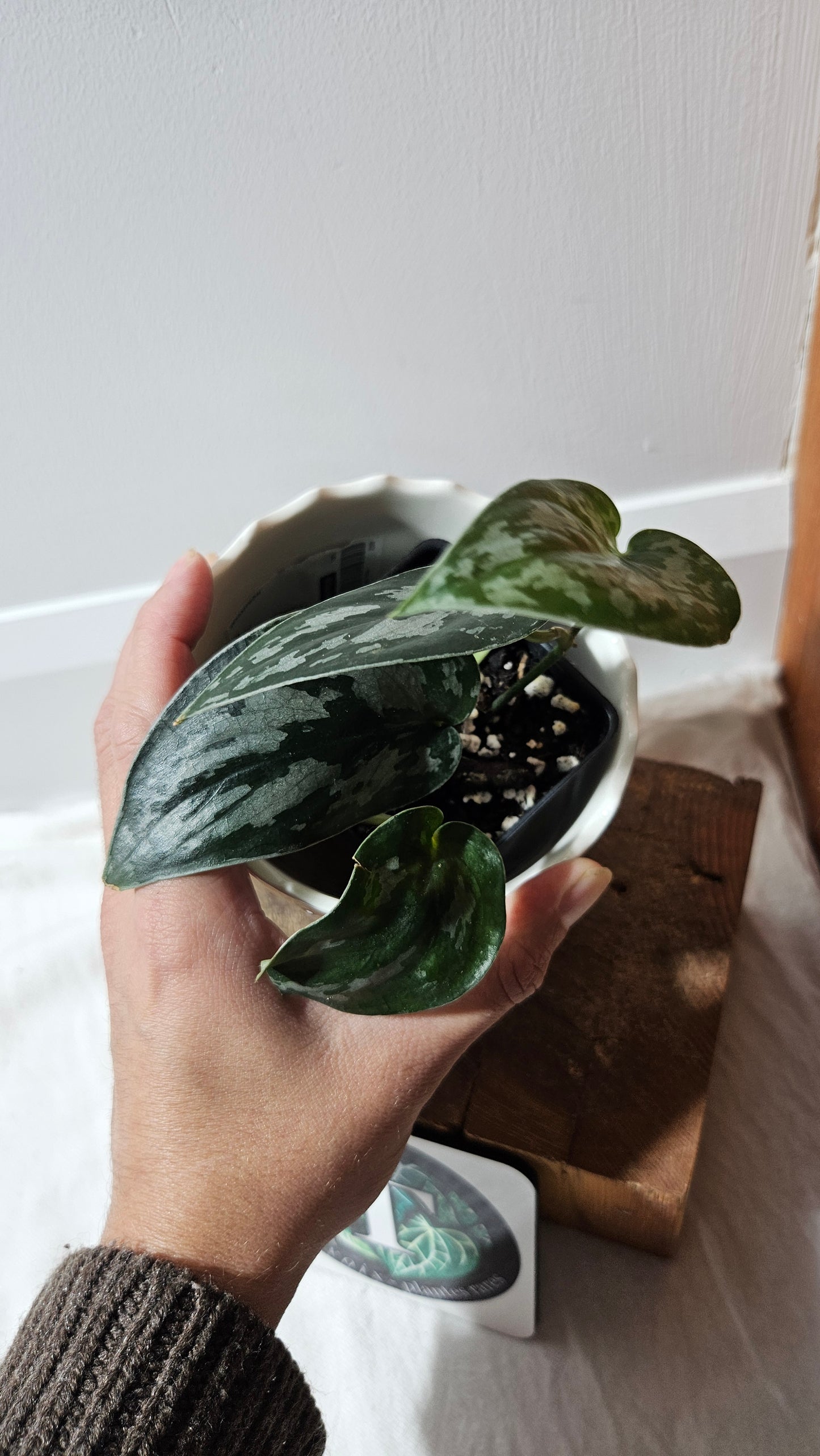 Scindapsus Black Exotica (SCI-1335)