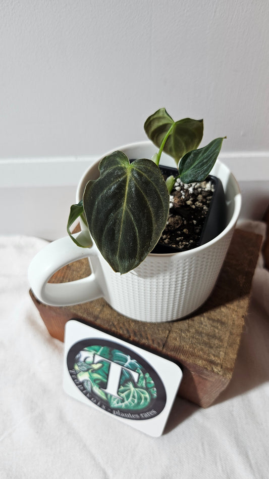 Philodendron Splendide (PHI-942)