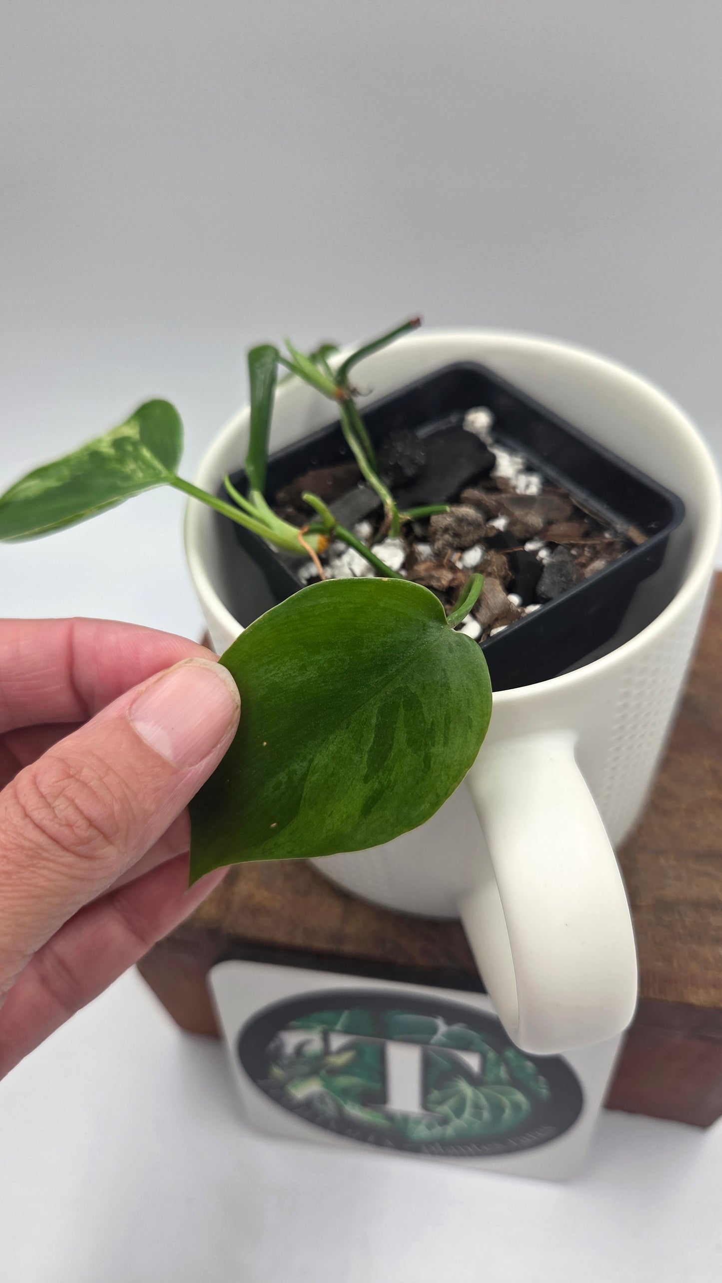 Philodendron Hederaceum Variegata (PHI-1064)