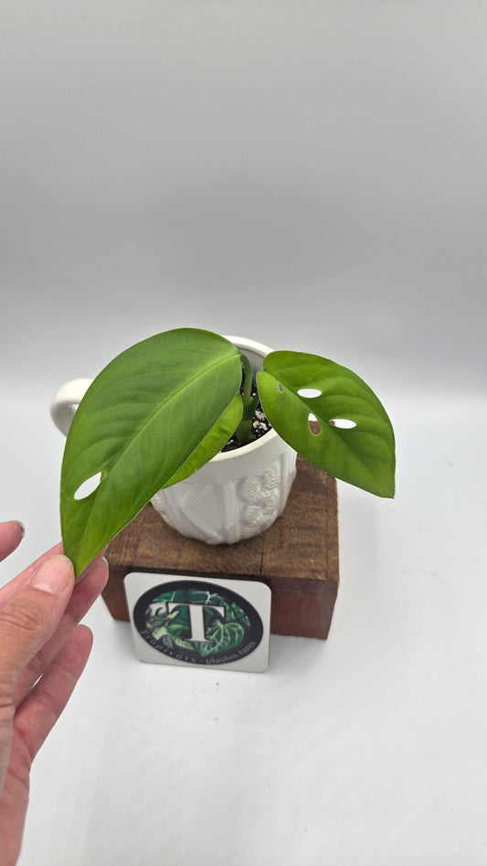 Monstera Esqueletto (MON-097)