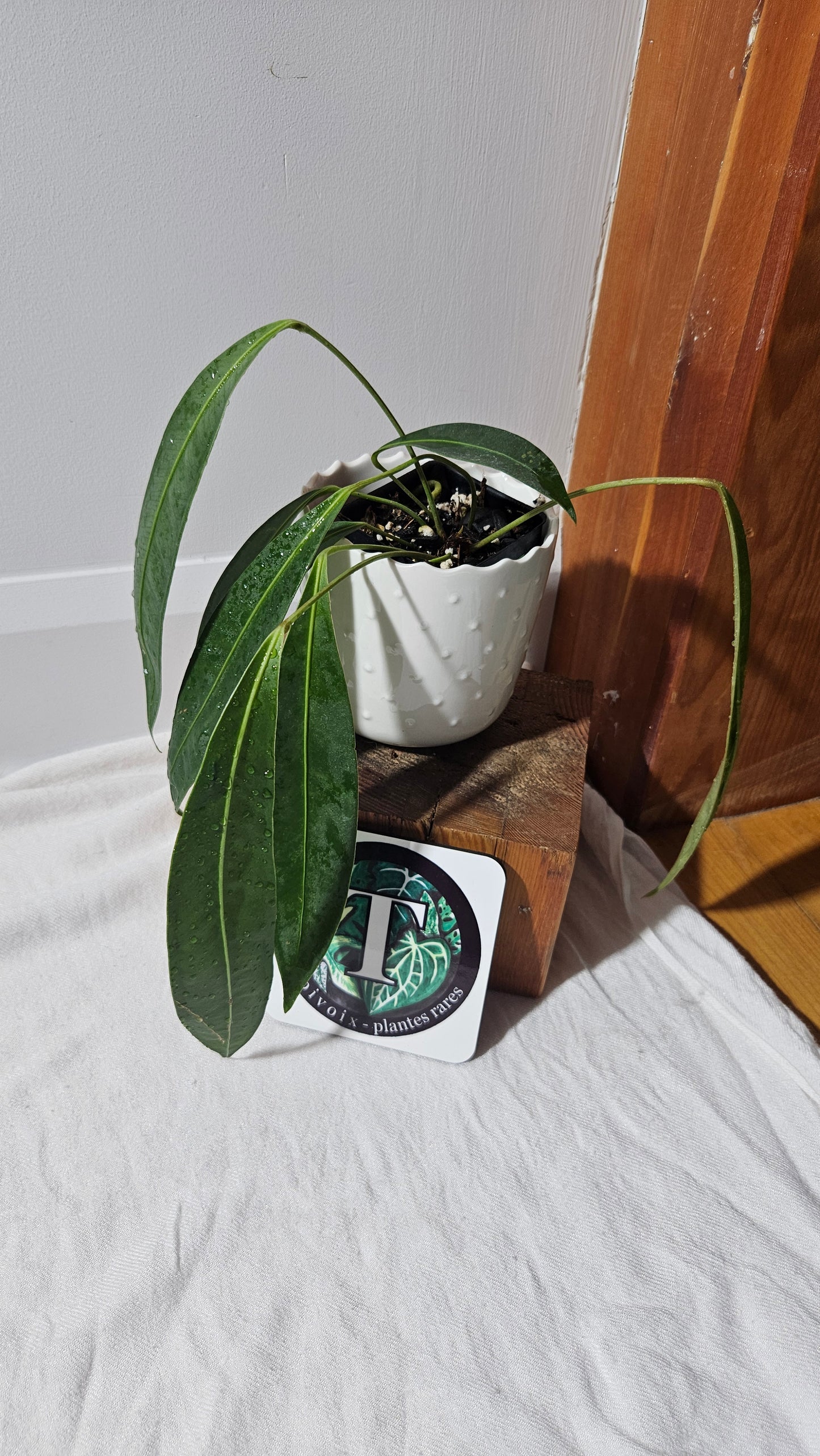 Anthurium Wendlingeri Aff "format MOYEN" (ANT-569)