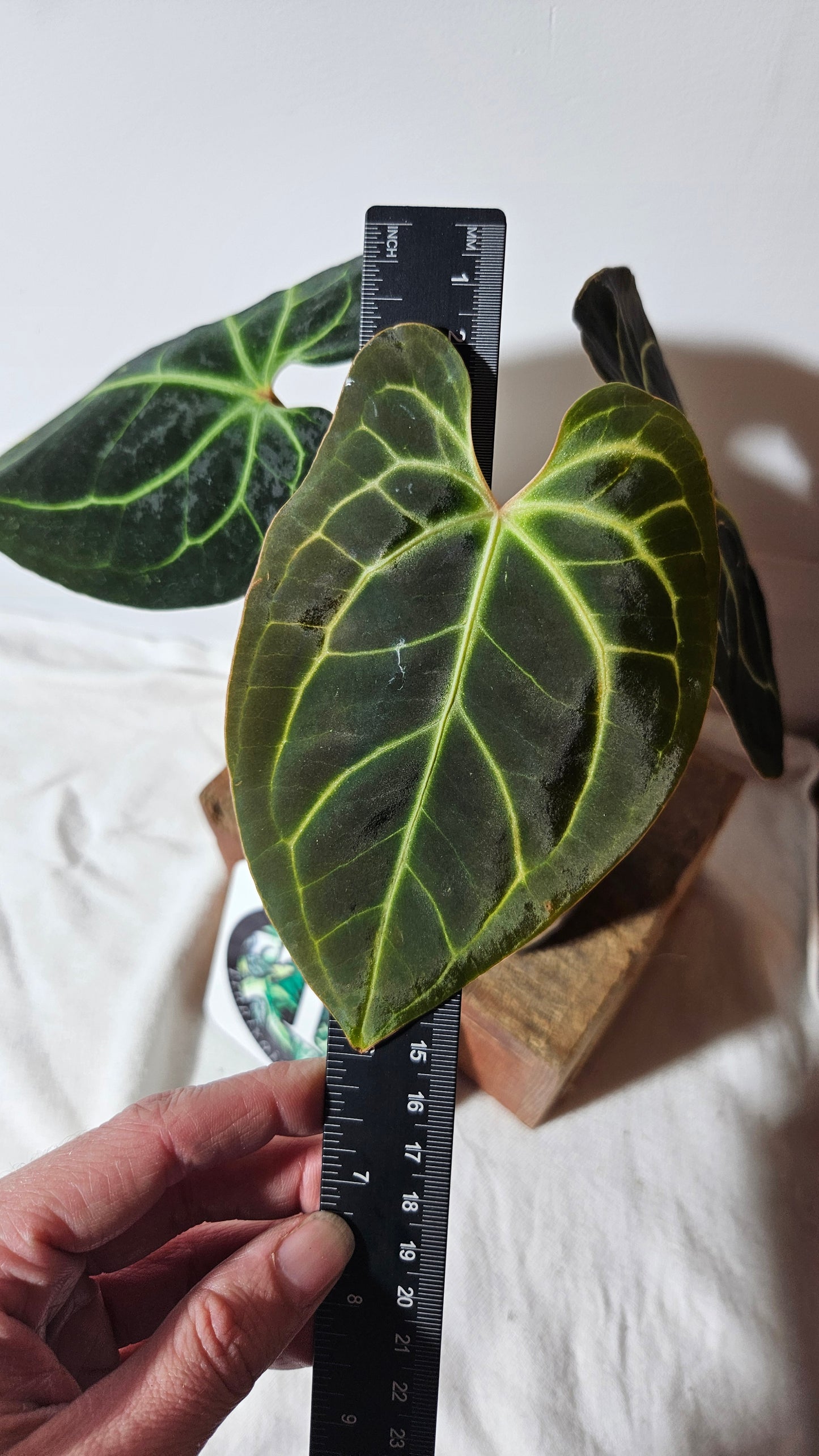 Anthurium Besseae Aff Velvet "Format MOYEN" (ANT-270)