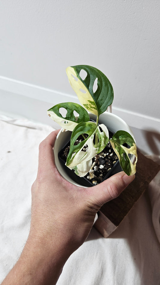Monstera Andasonii Tricolore (MON-480)